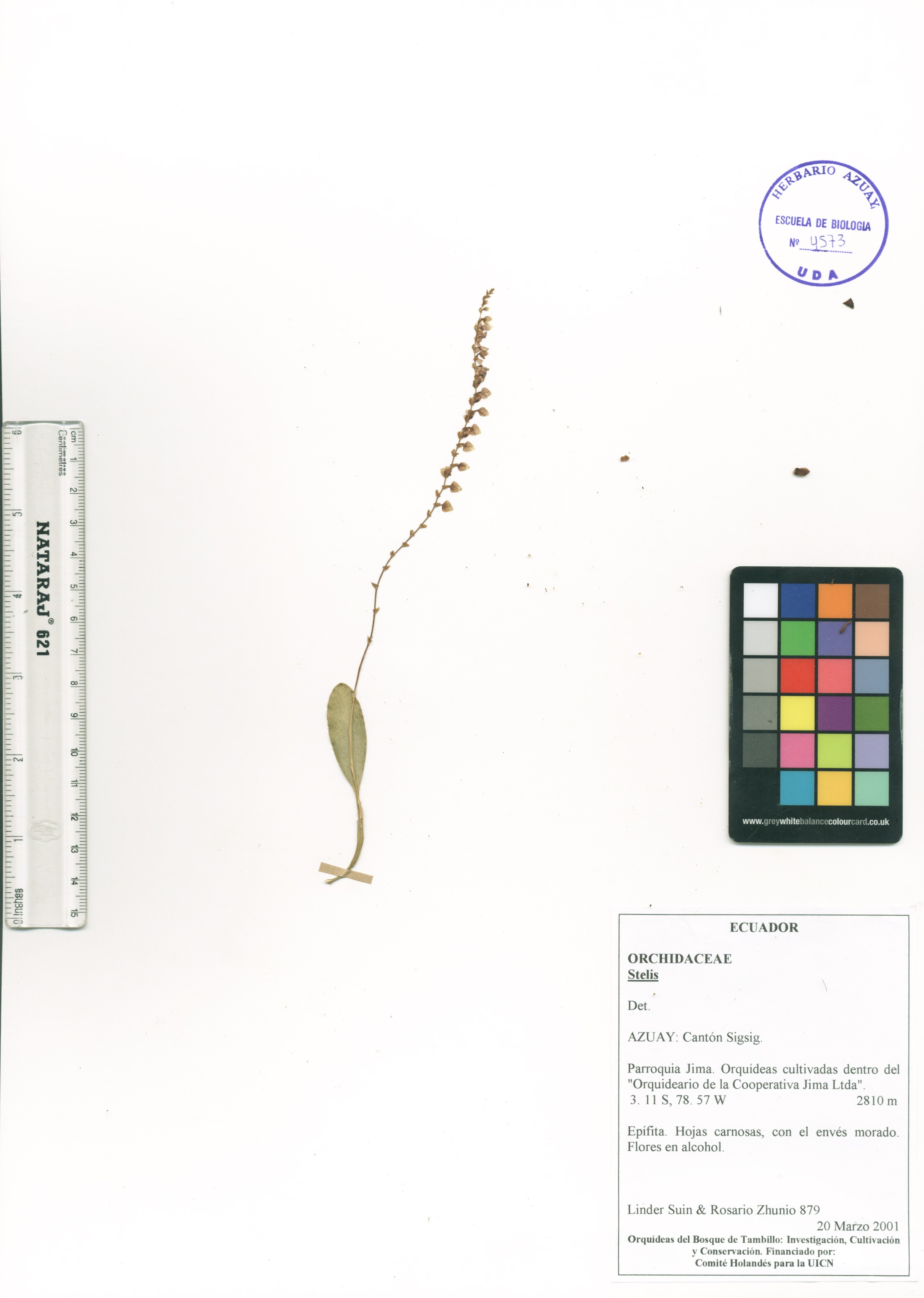 Stelis sp. SIN DETERMINAR