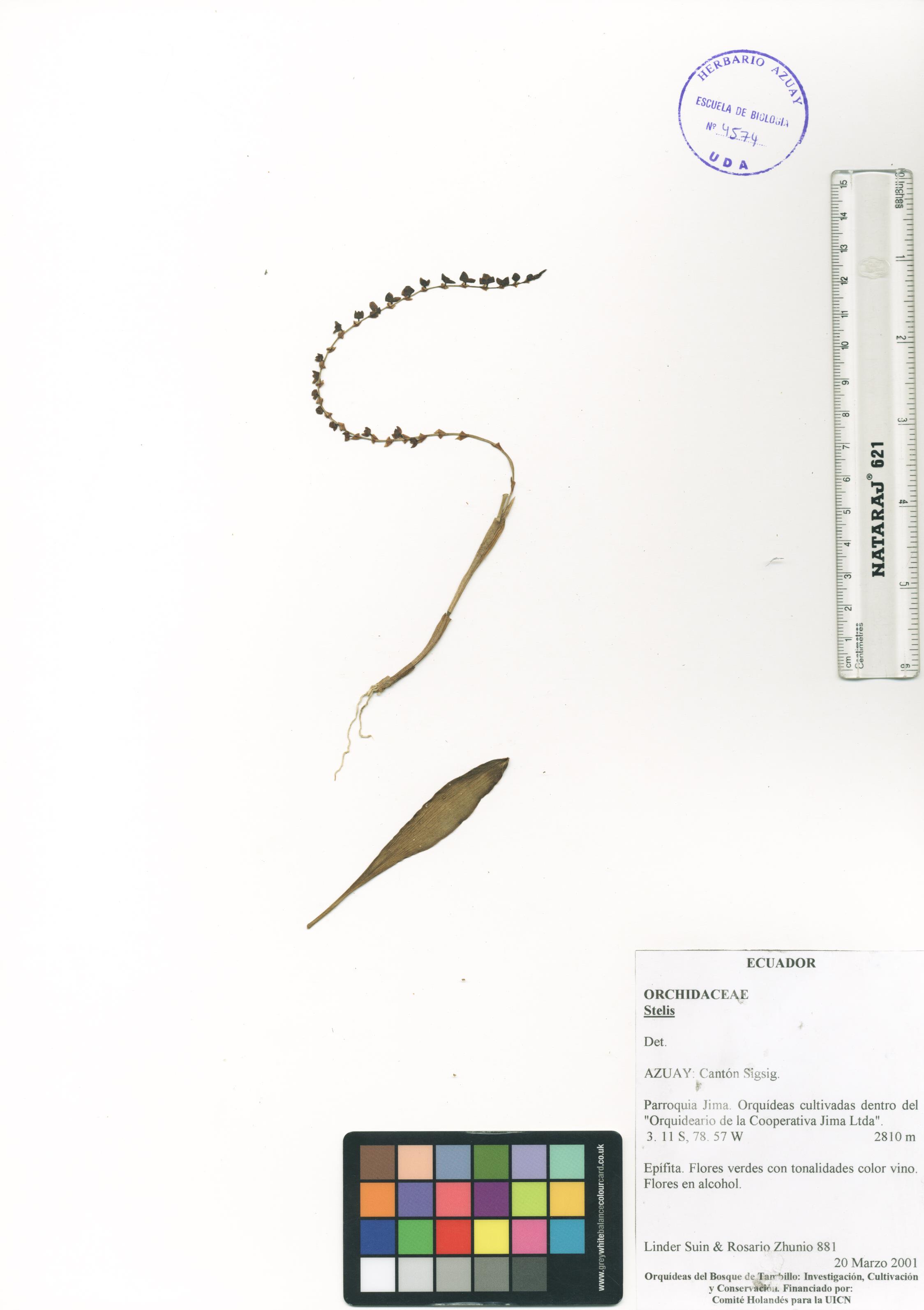 Stelis sp. SIN DETERMINAR
