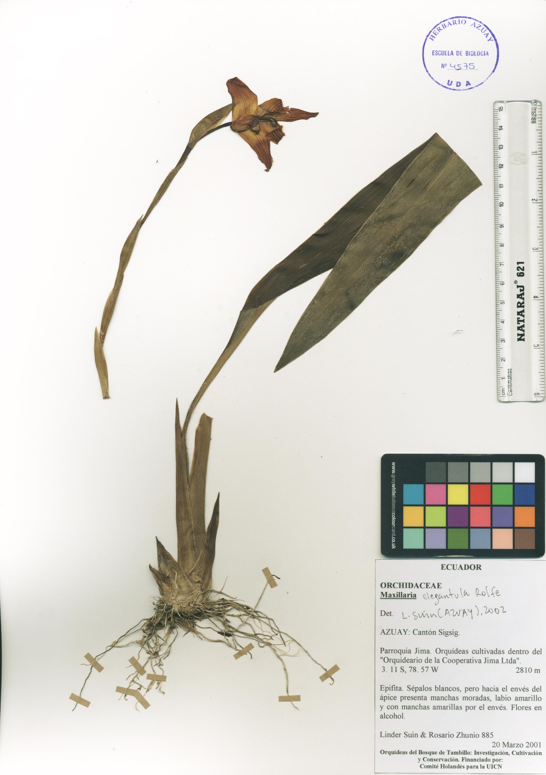 Maxillaria elegantula Rolfe