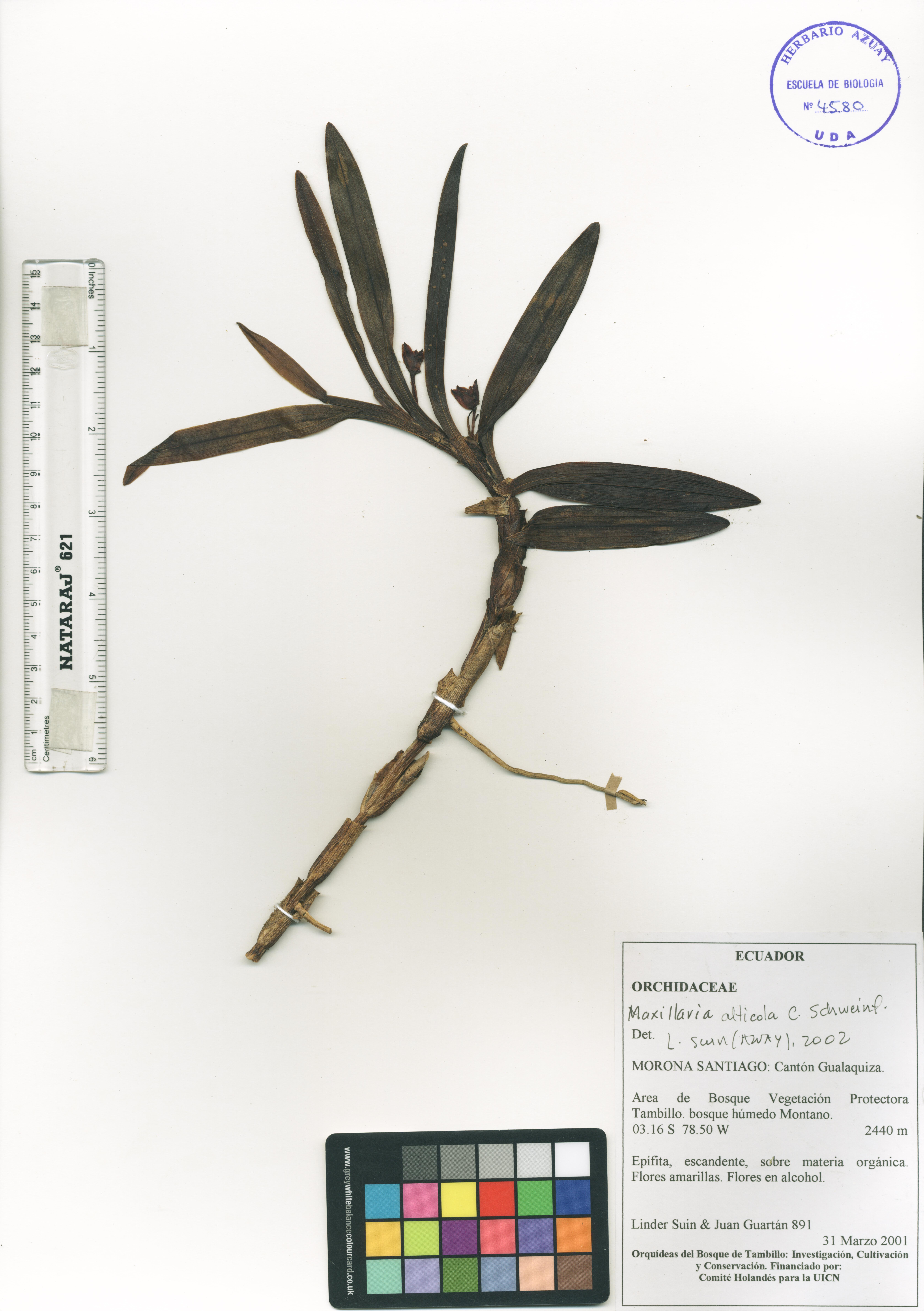Maxillaria alticola C. Schweinf.