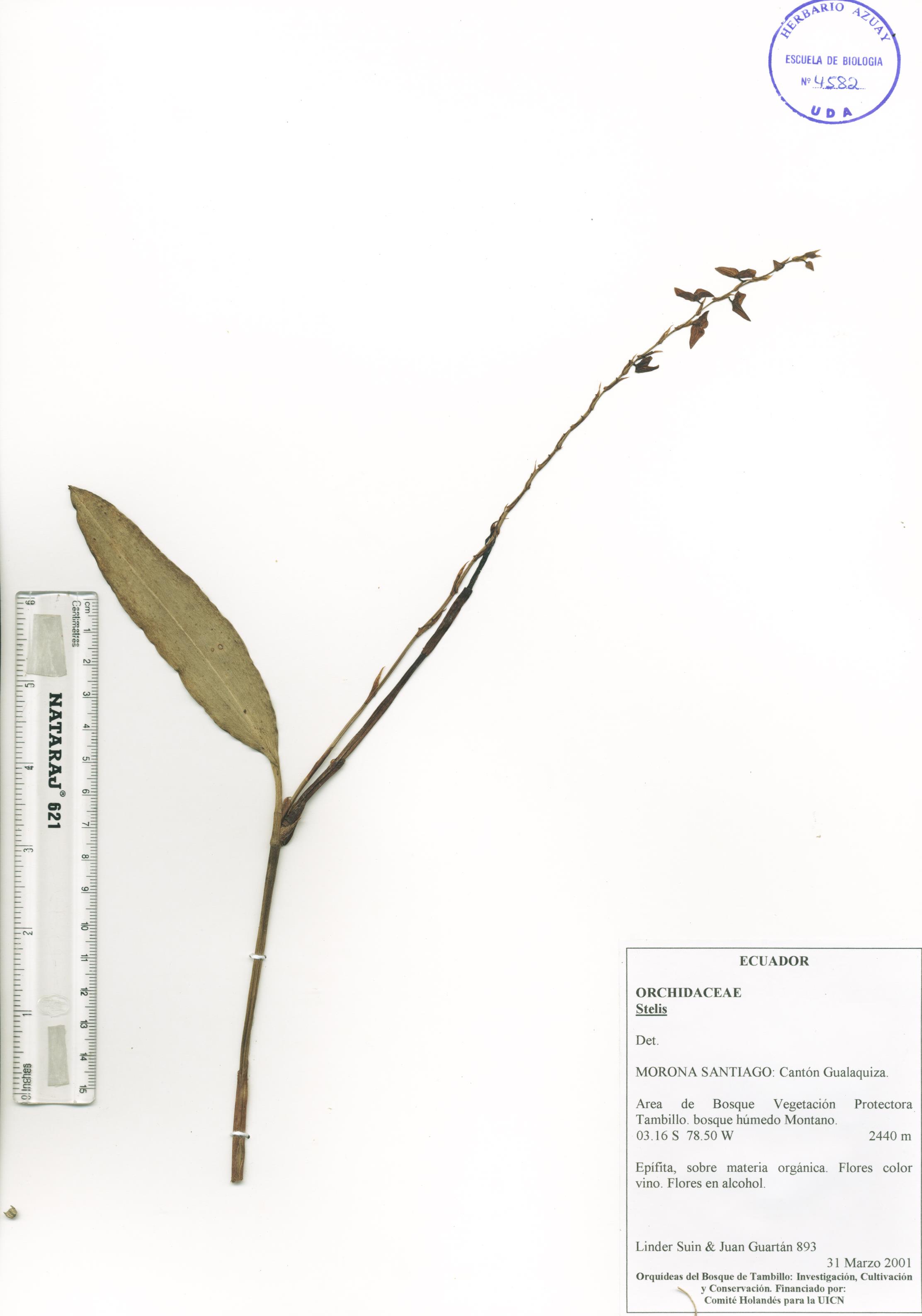 Stelis sp. SIN DETERMINAR