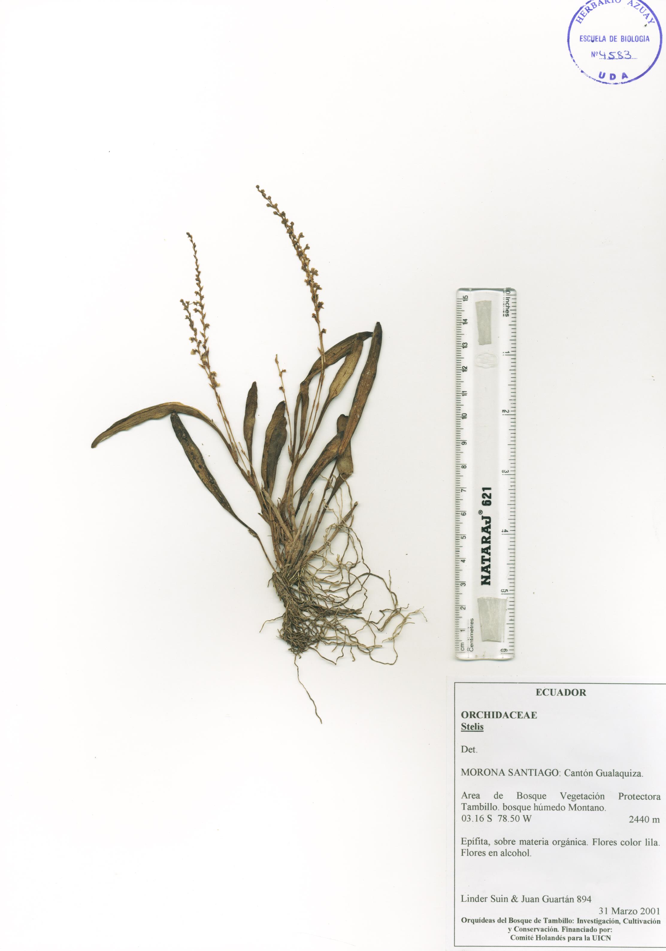 Stelis sp. SIN DETERMINAR