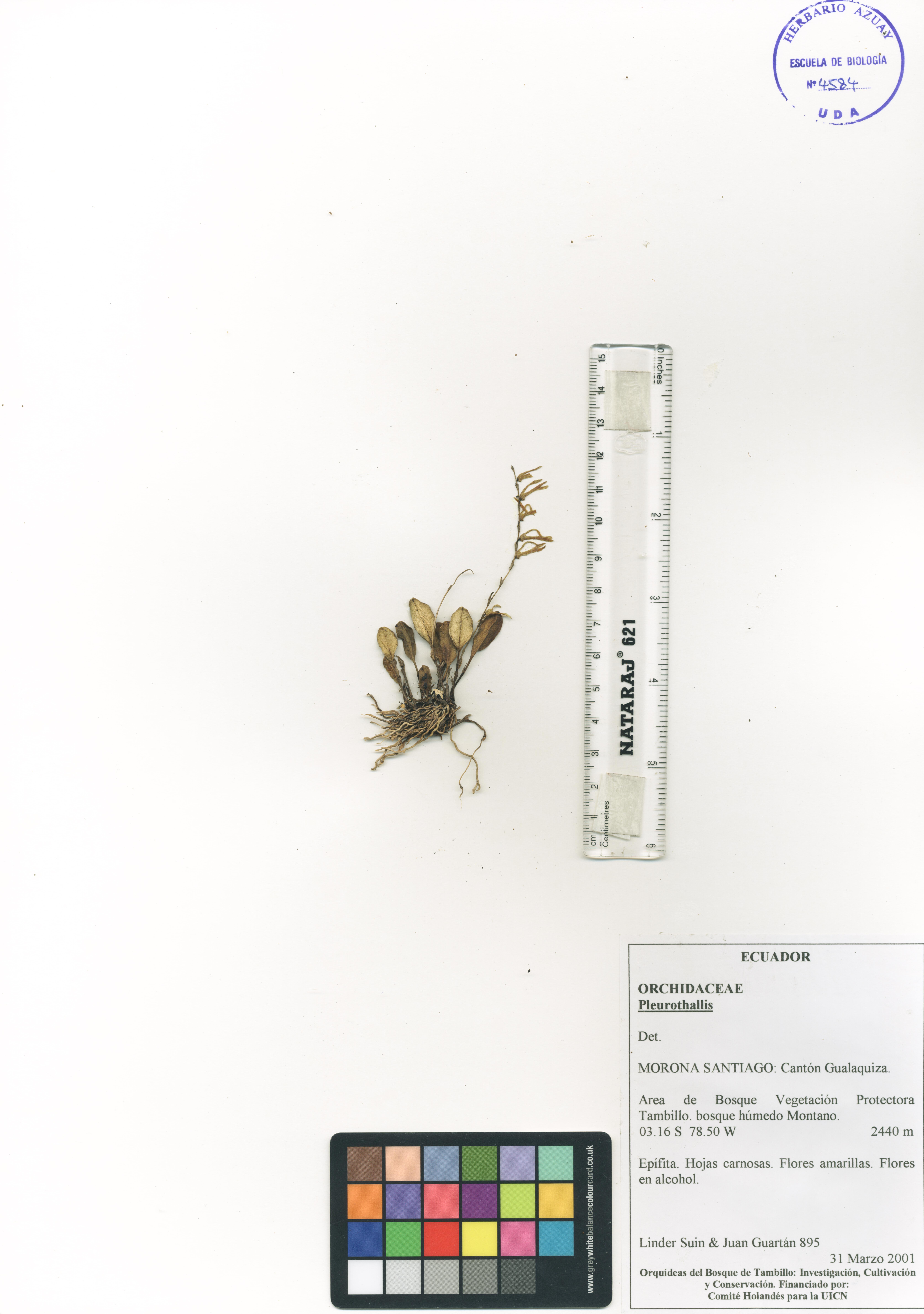 Pleurothallis sp. SIN DETERMINAR