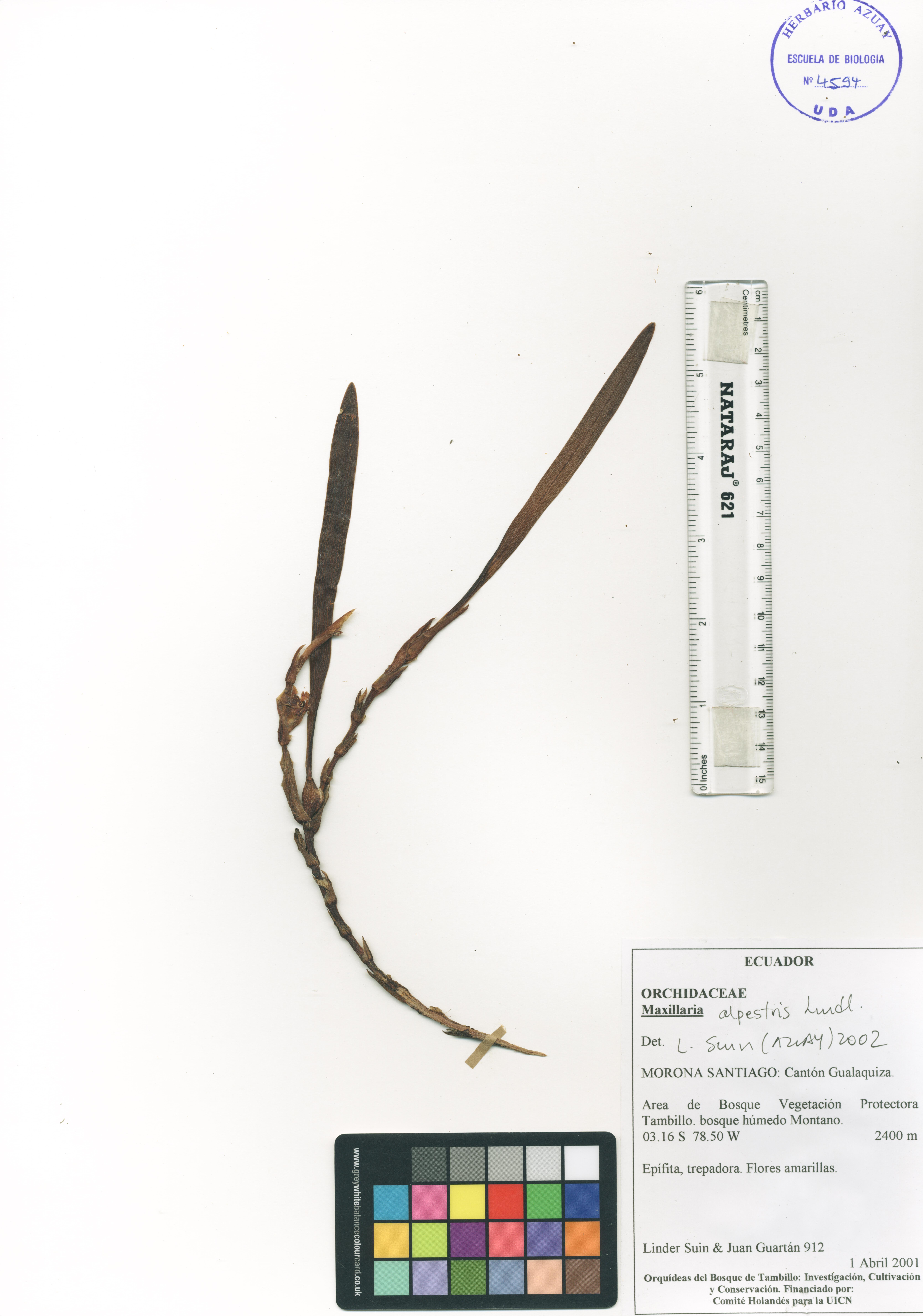 Maxillaria alpestris Lindl.