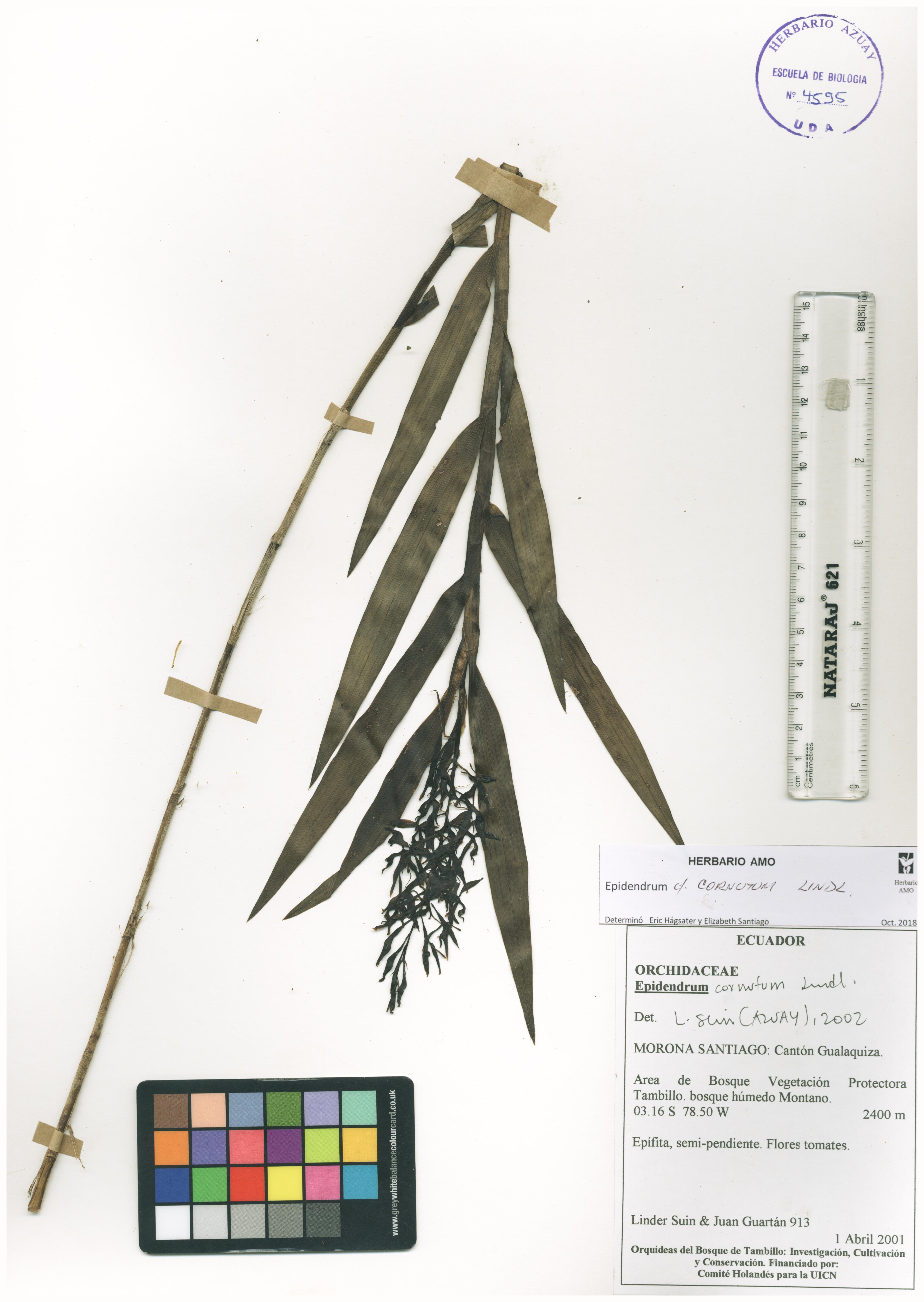 Epidendrum cornutum Lindl.