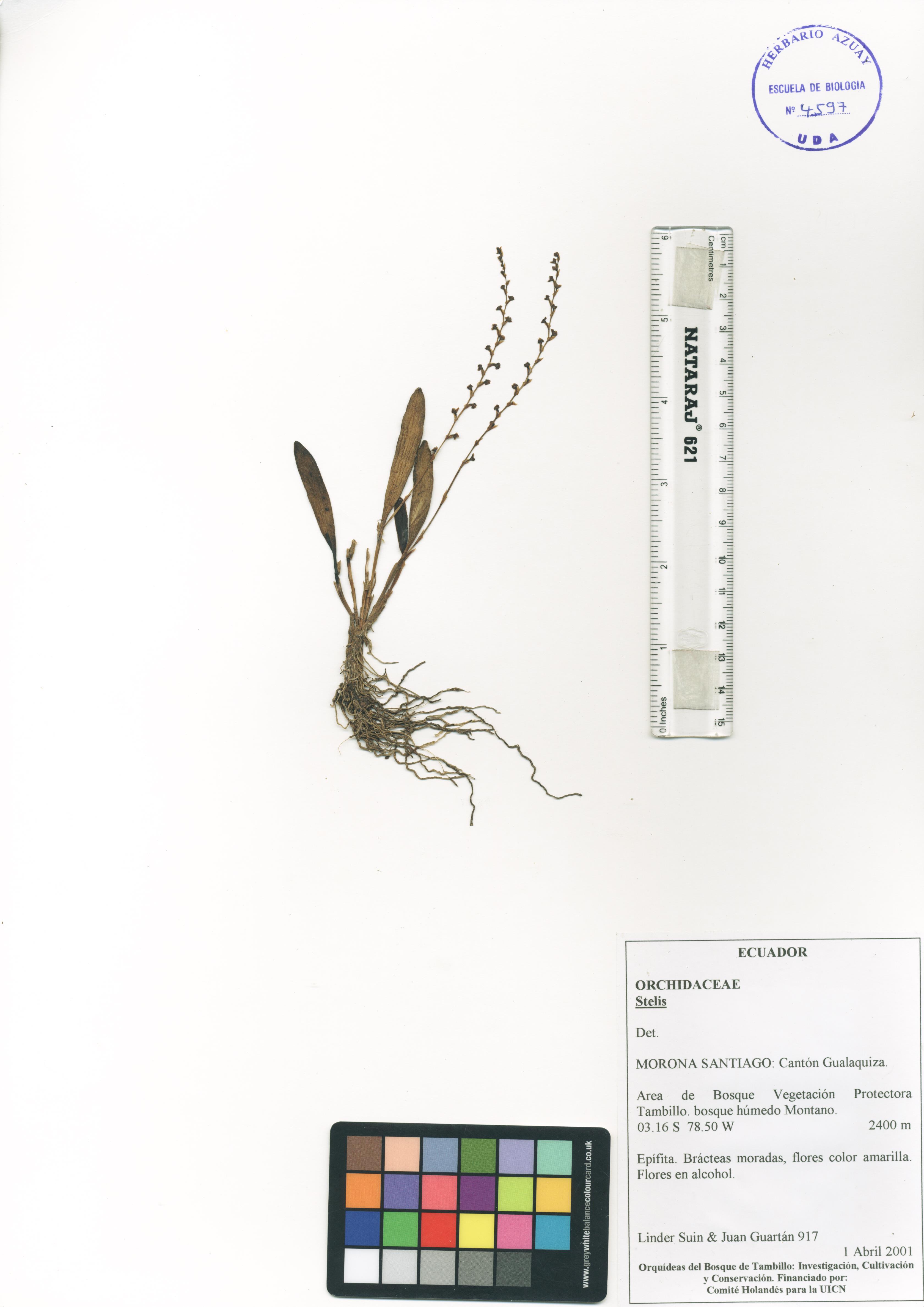 Stelis sp. SIN DETERMINAR