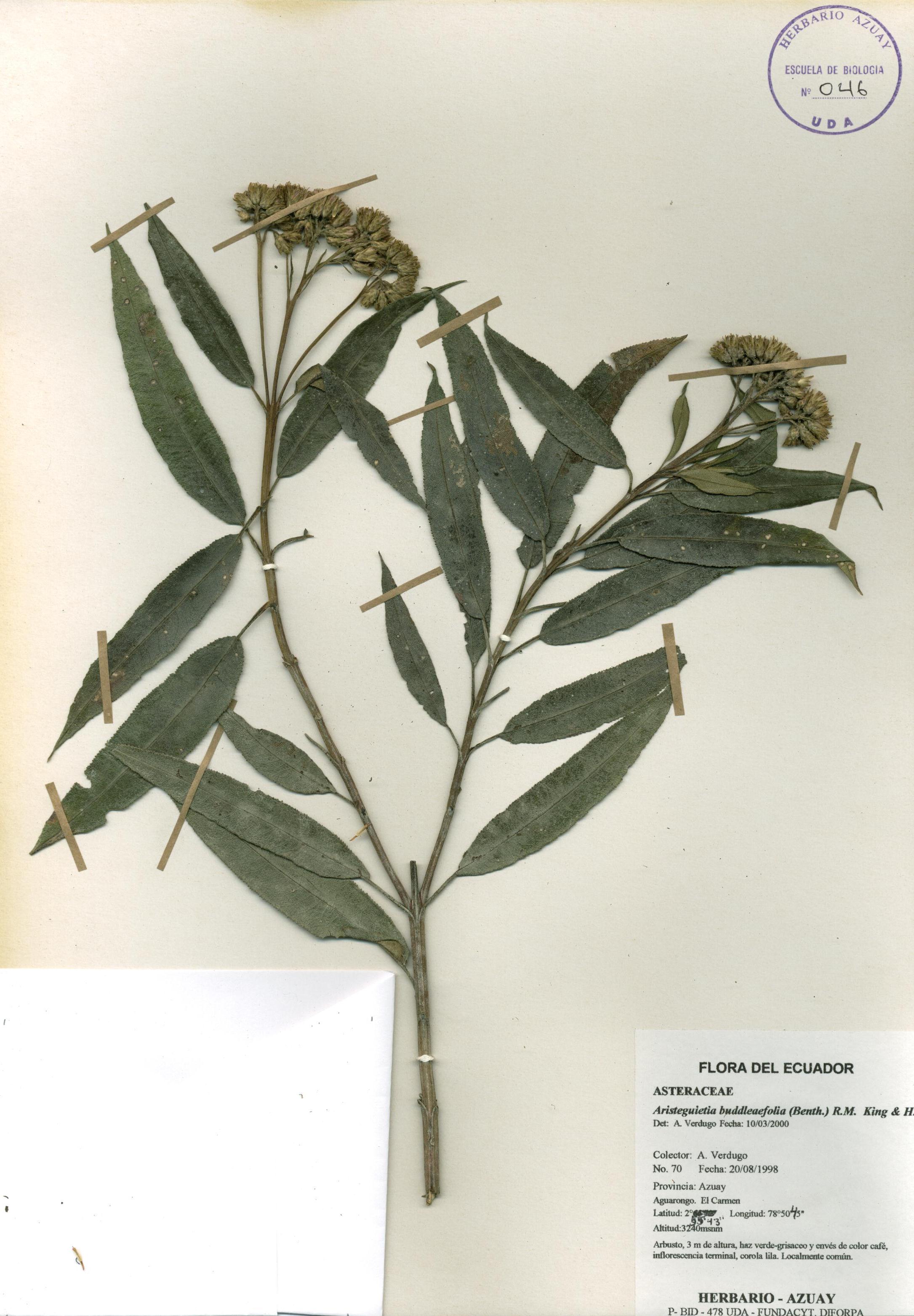 Aristeguietia buddleaefolia (Benth.) R.M.  King & H. Rob.
