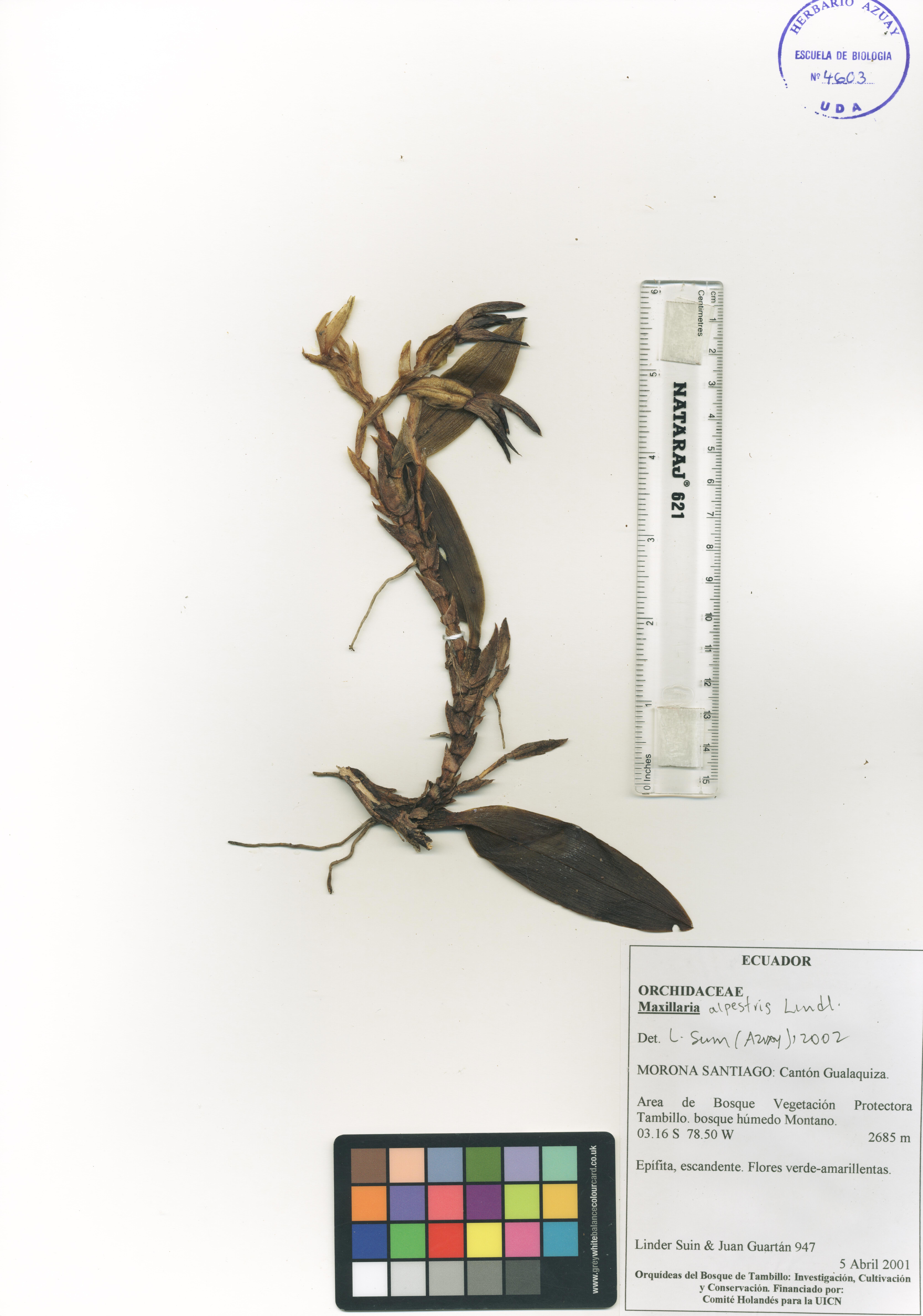 Maxillaria alpestris Lindl.