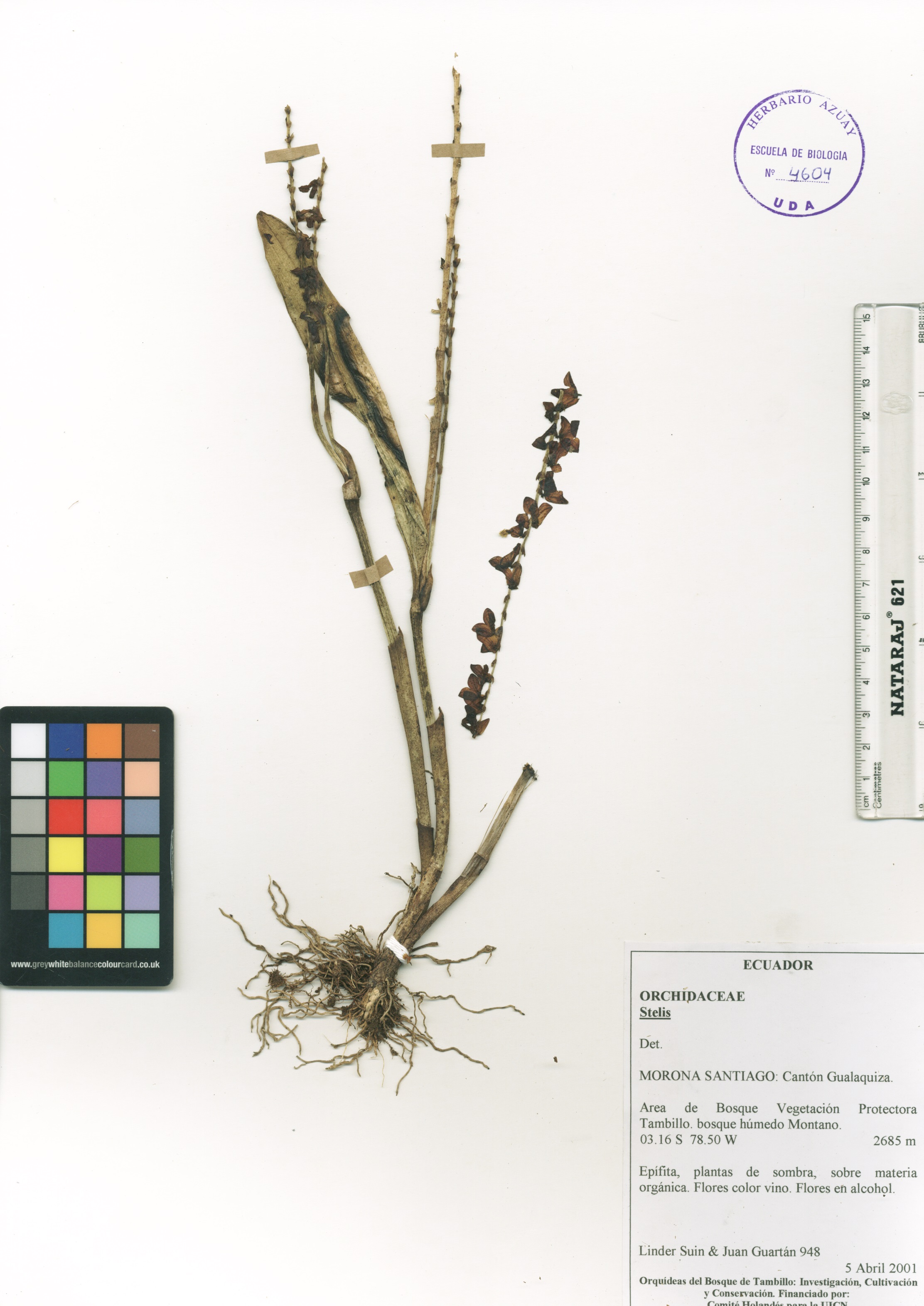 Stelis sp. SIN DETERMINAR