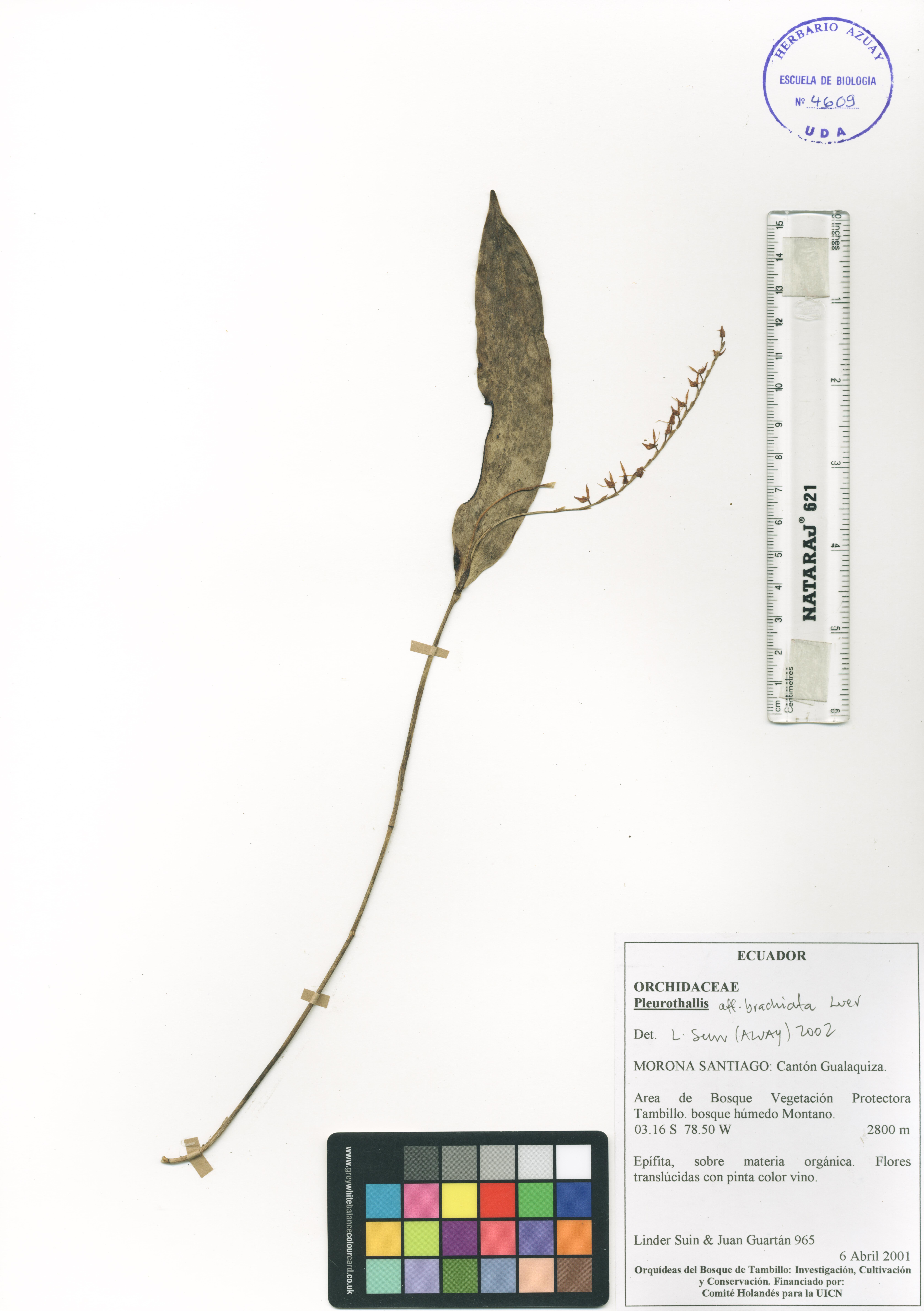 Pleurothallis brachiata Luer