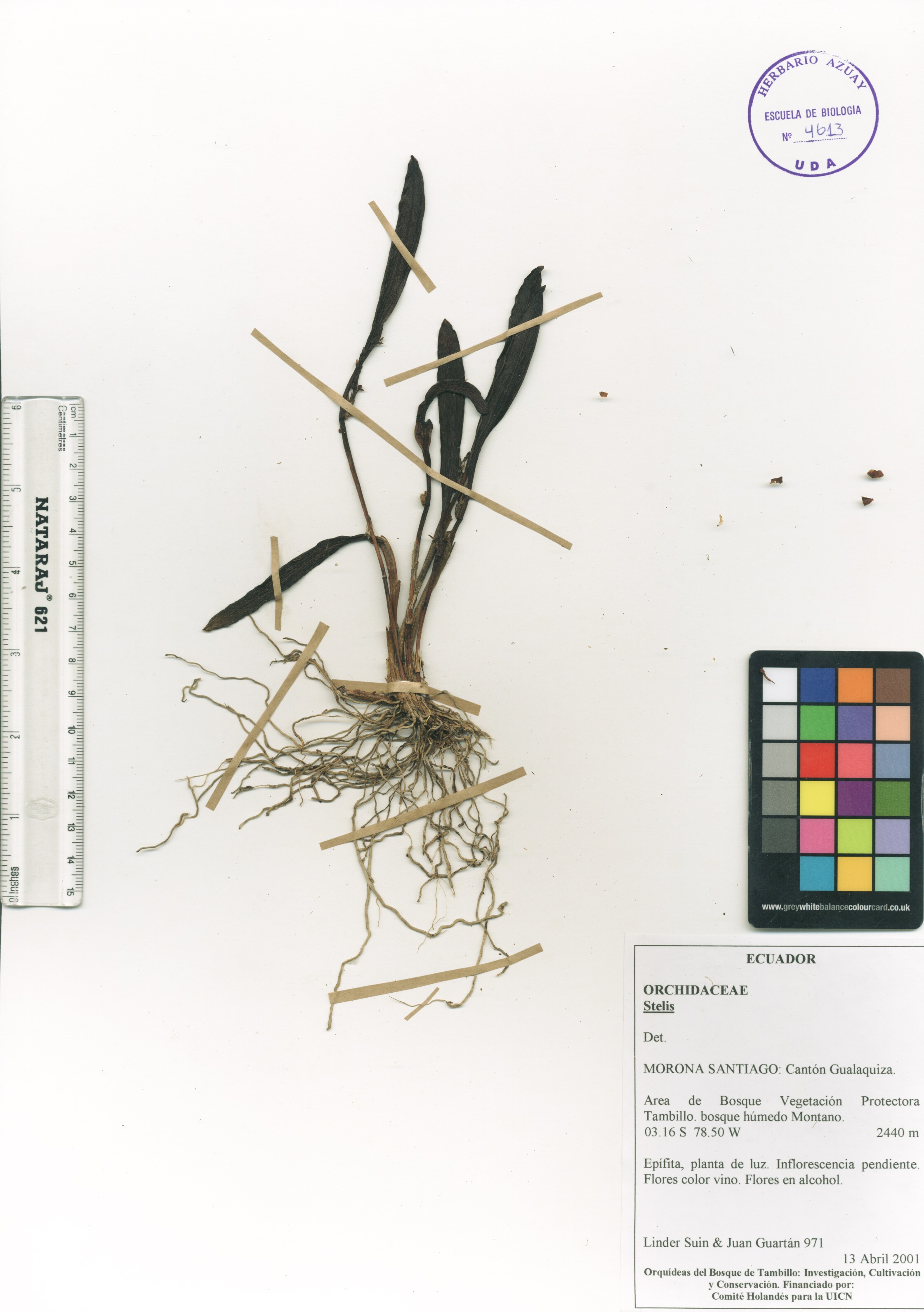 Stelis sp. SIN DETERMINAR