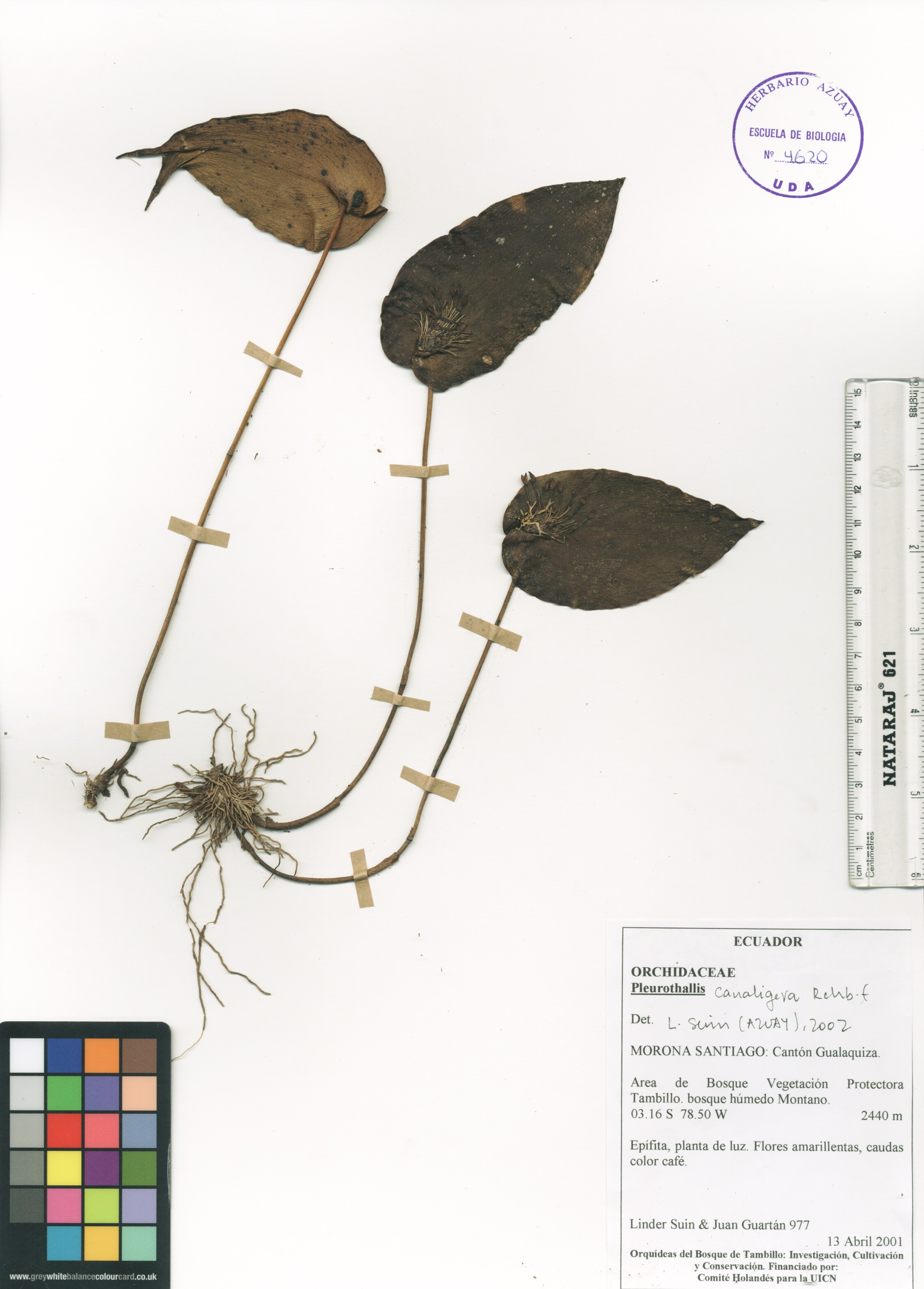 Pleurothallis canaligera Rchb. f.