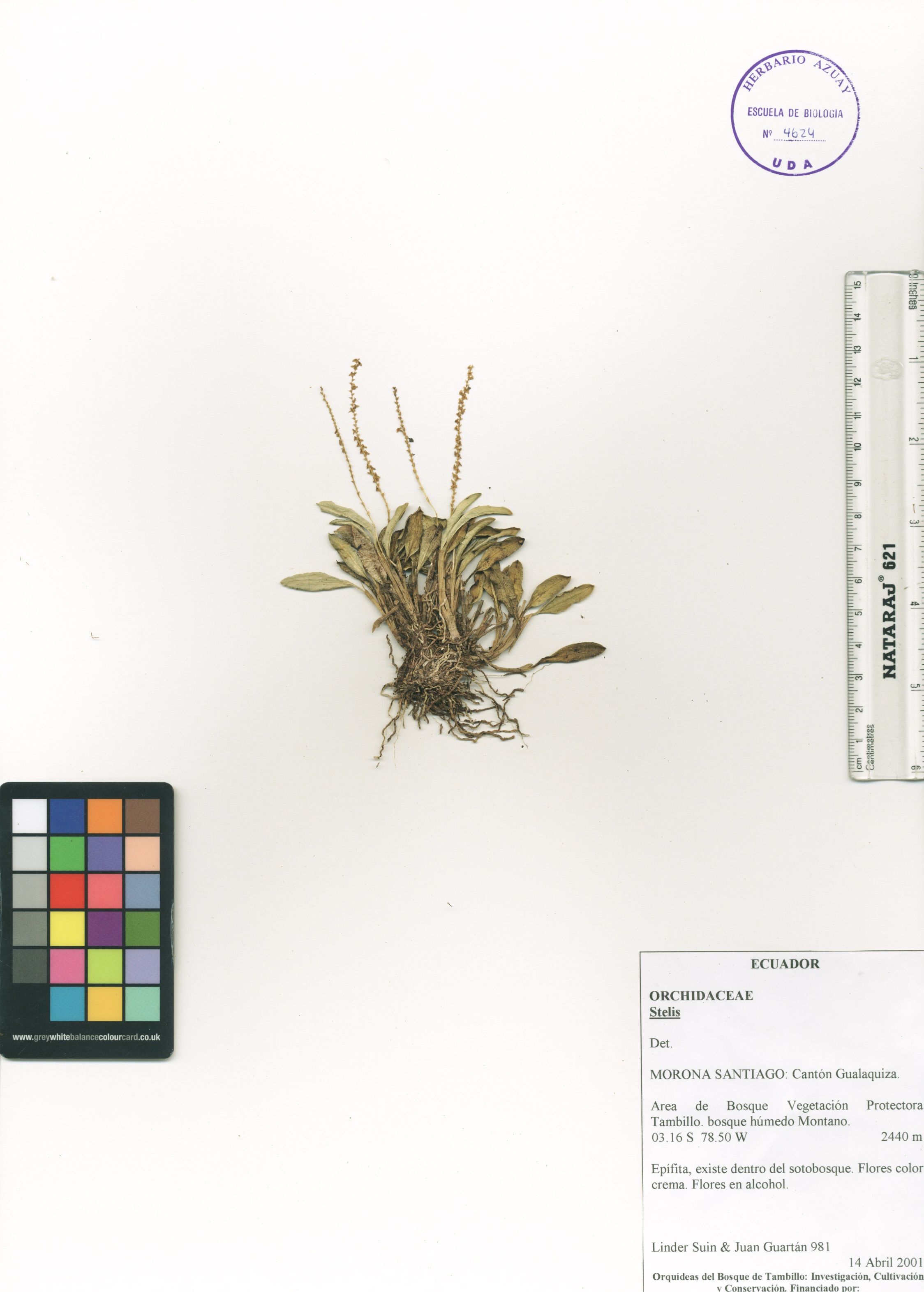 Stelis sp. SIN DETERMINAR