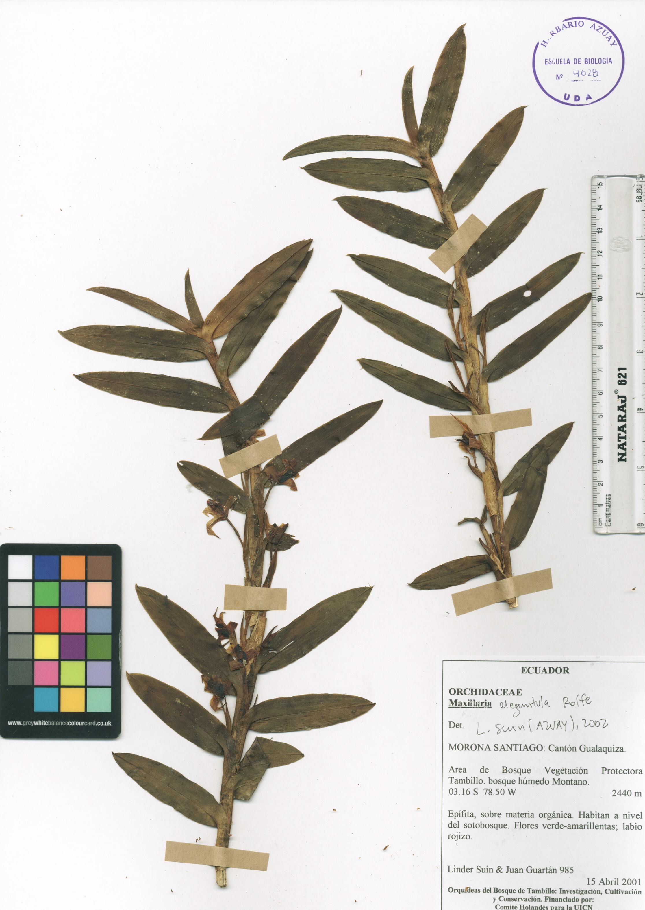 Maxillaria elegantula Rolfe