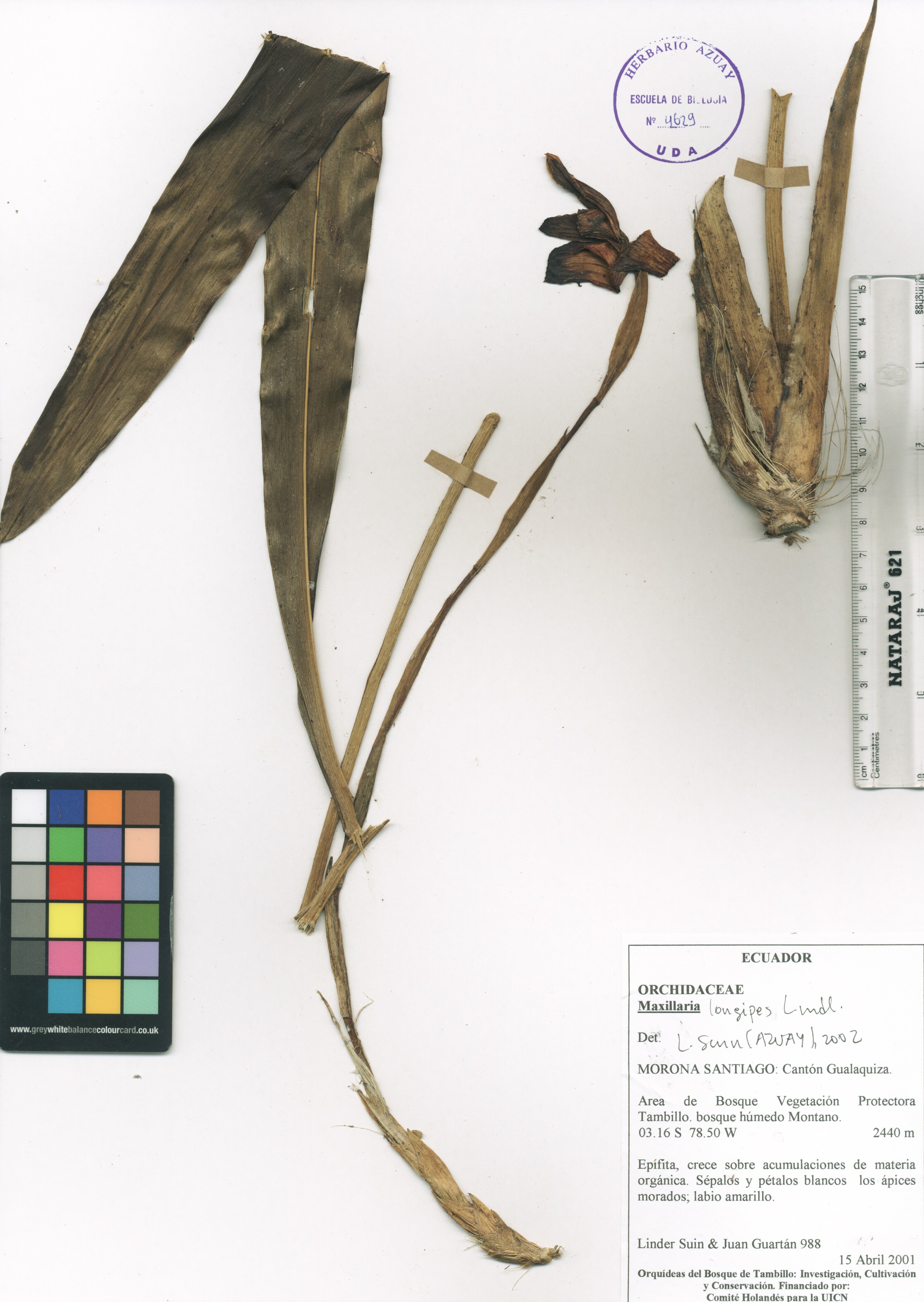 Maxillaria longipes Lindl.