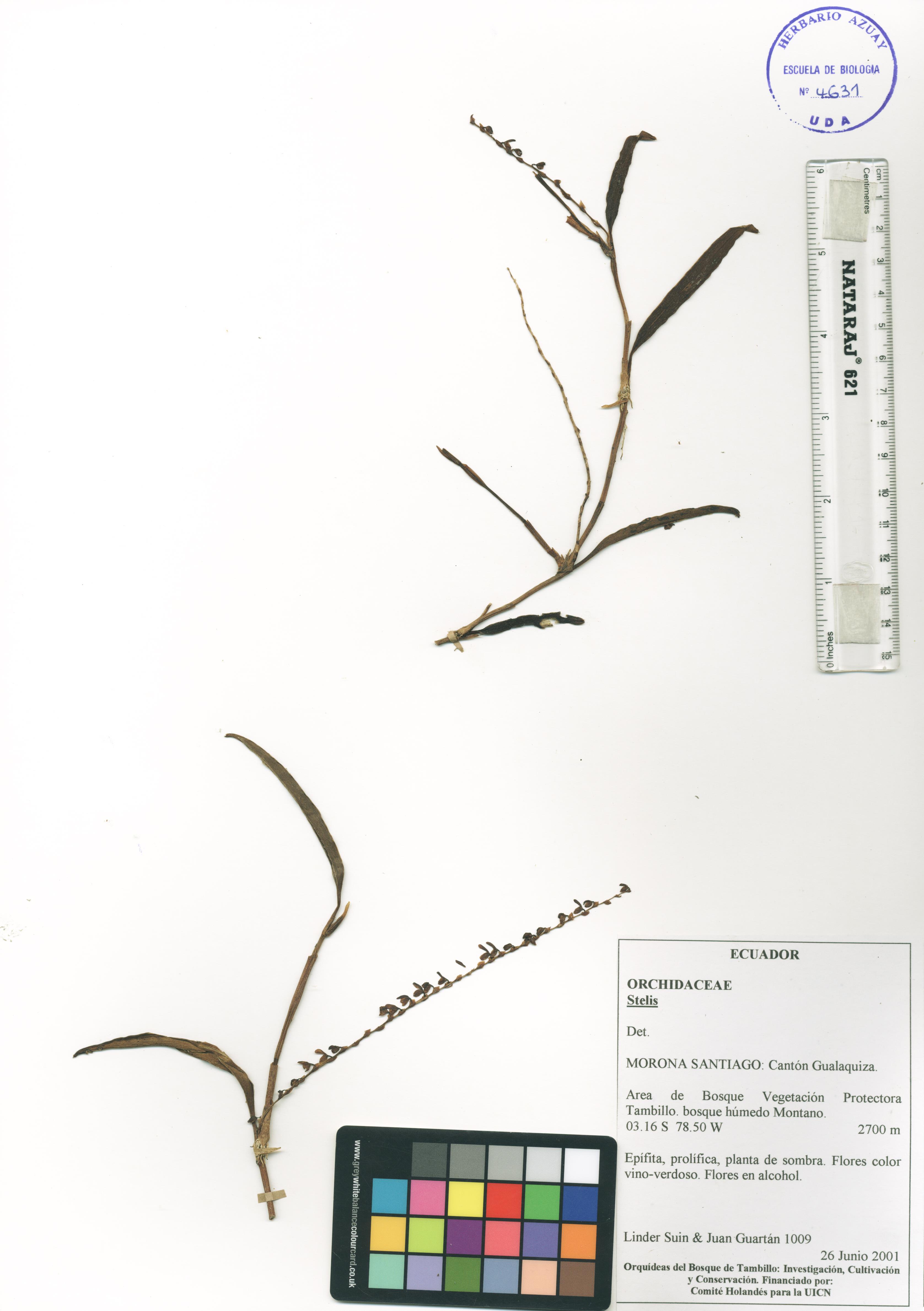 Stelis sp. SIN DETERMINAR