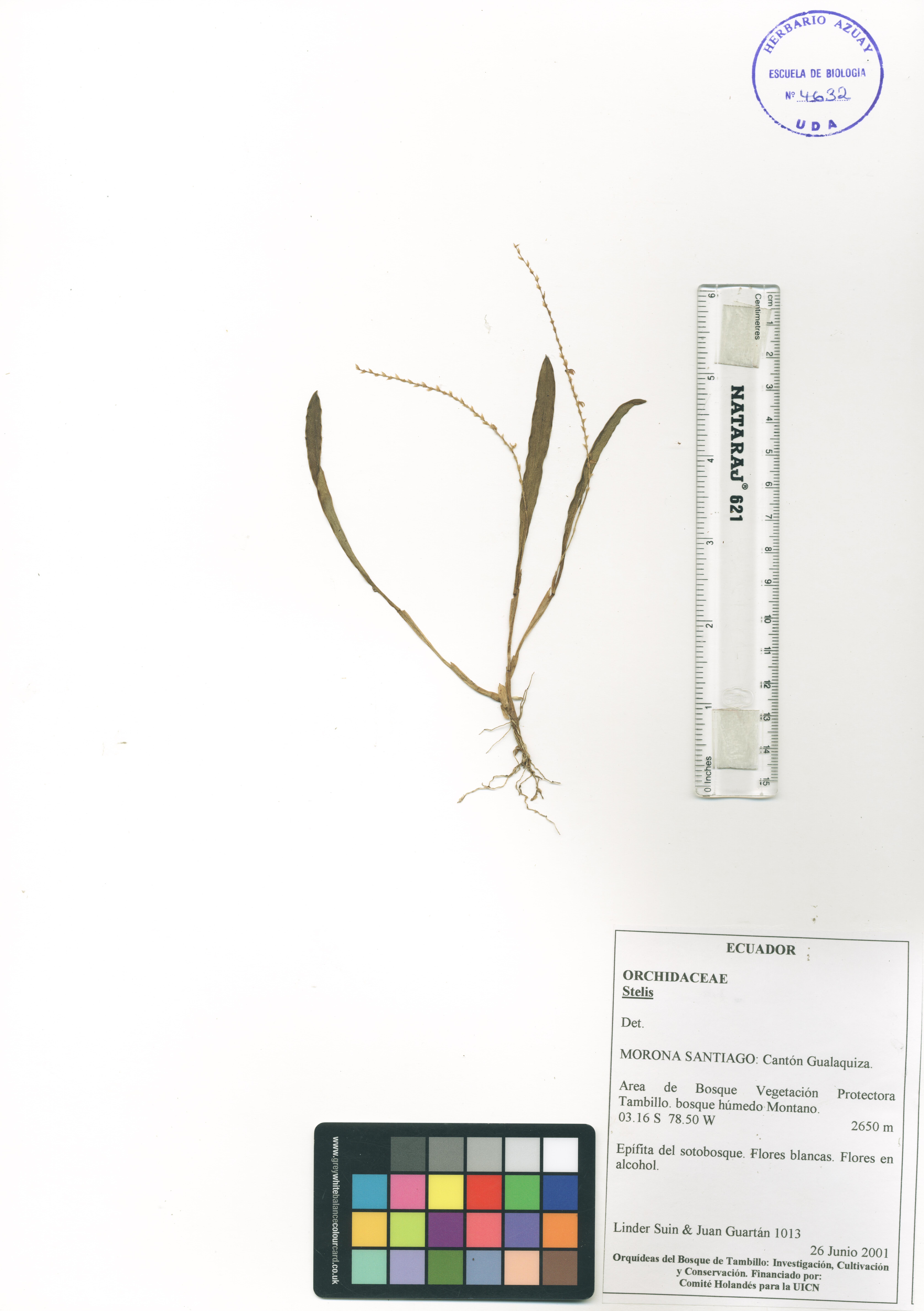 Stelis sp. SIN DETERMINAR