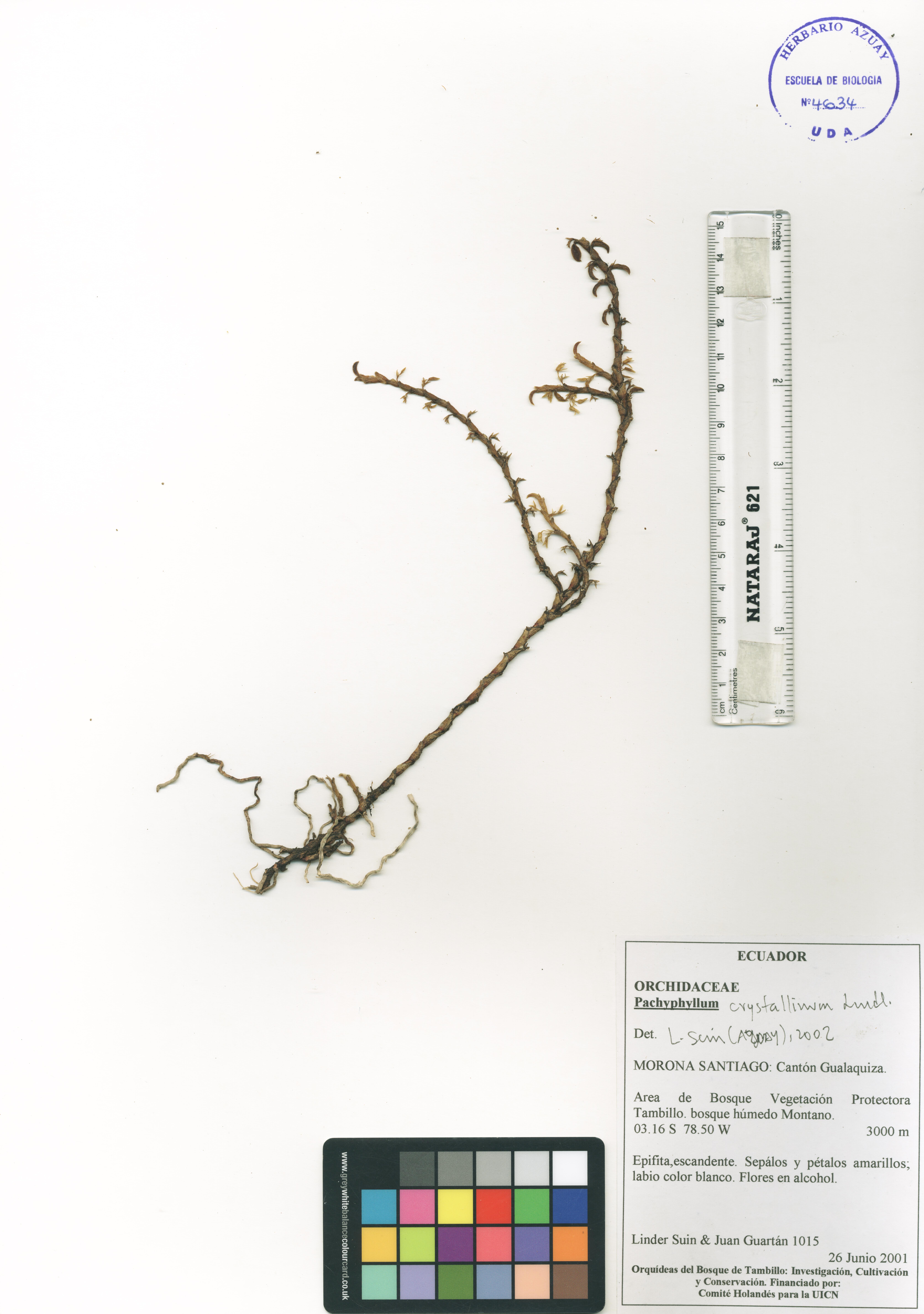 Pachyphyllum crystallinum Lindl.