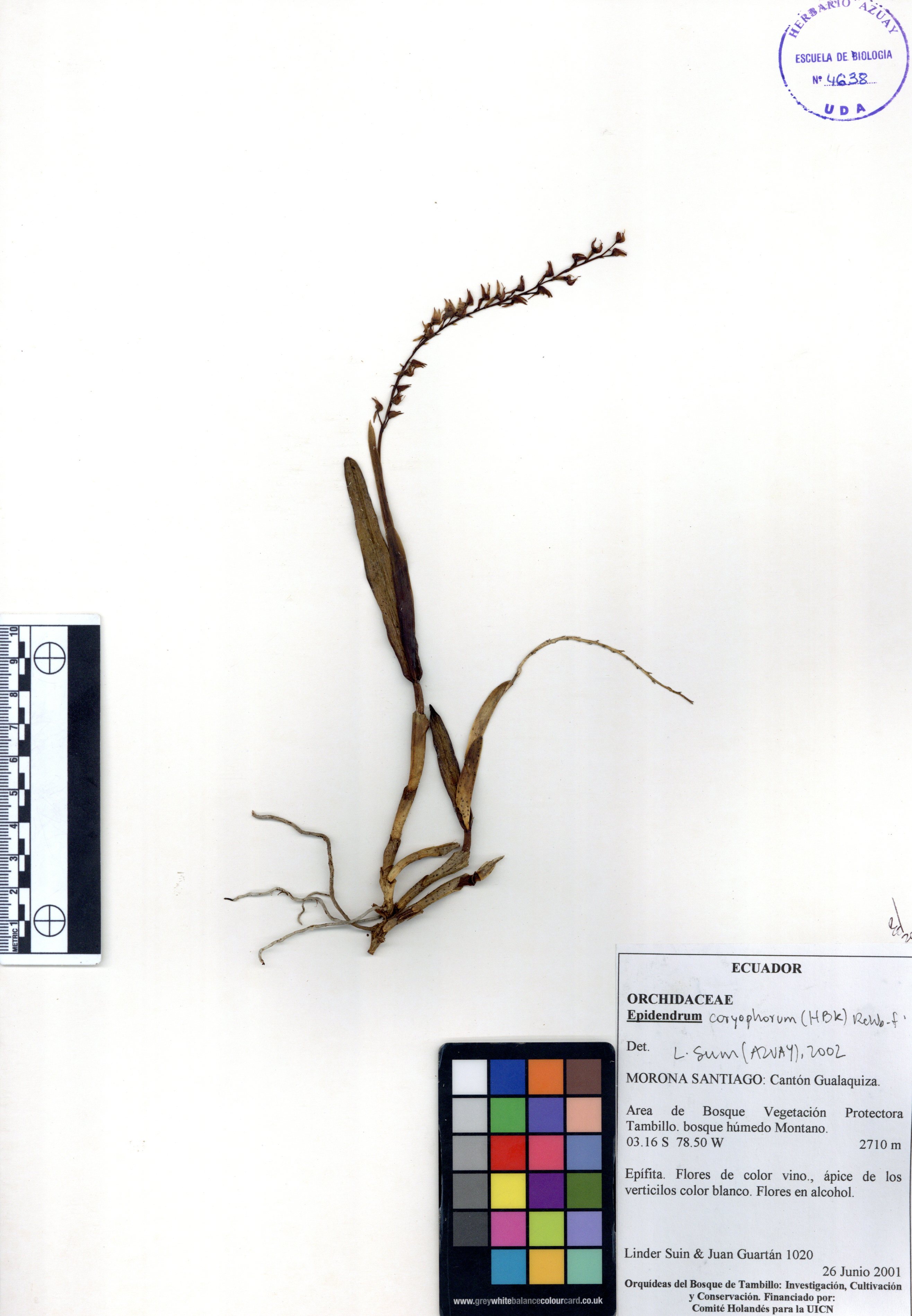 Epidendrum caryophorum SIN DETERMINAR