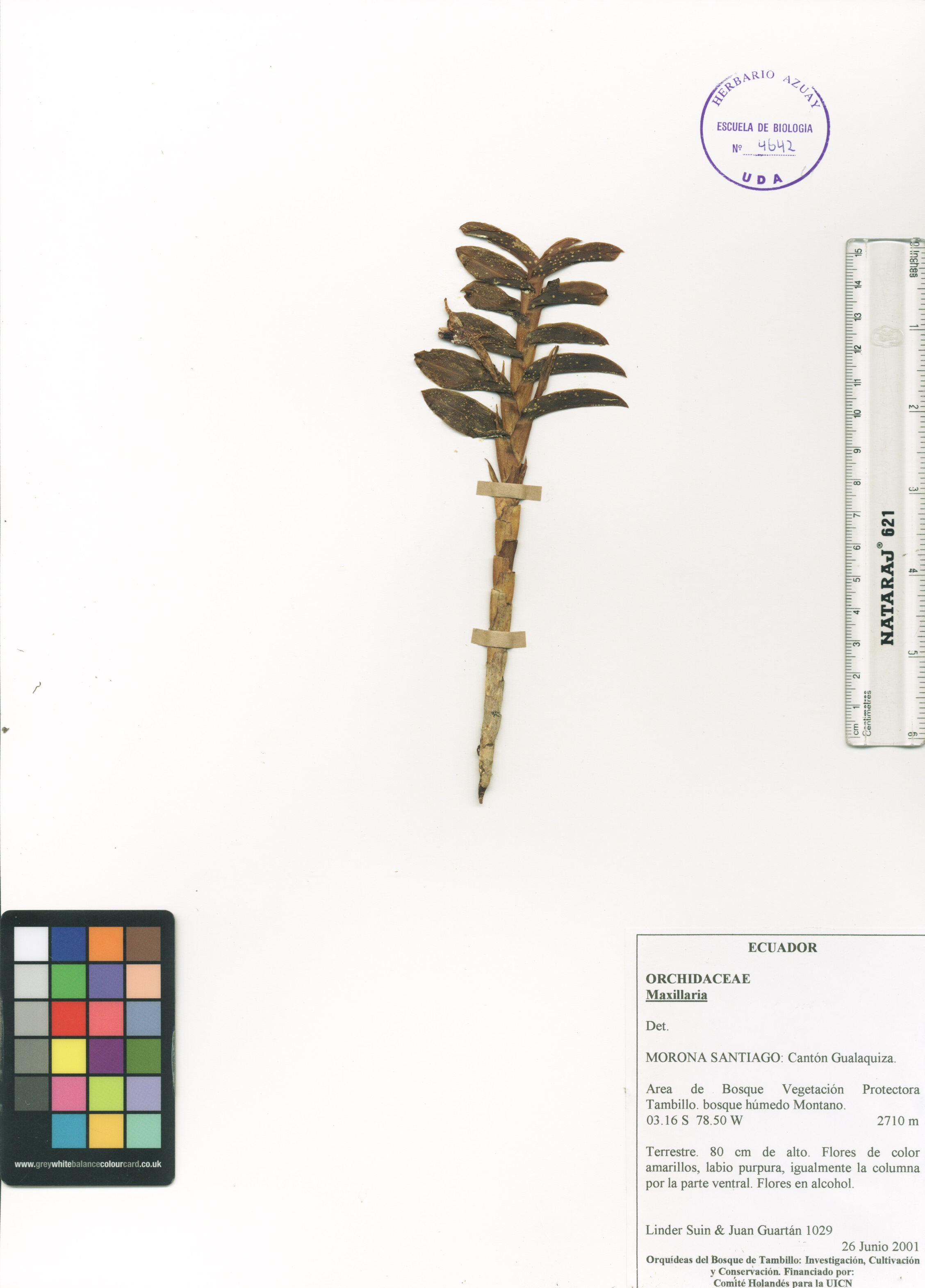 Maxillaria sp. SIN DETERMINAR