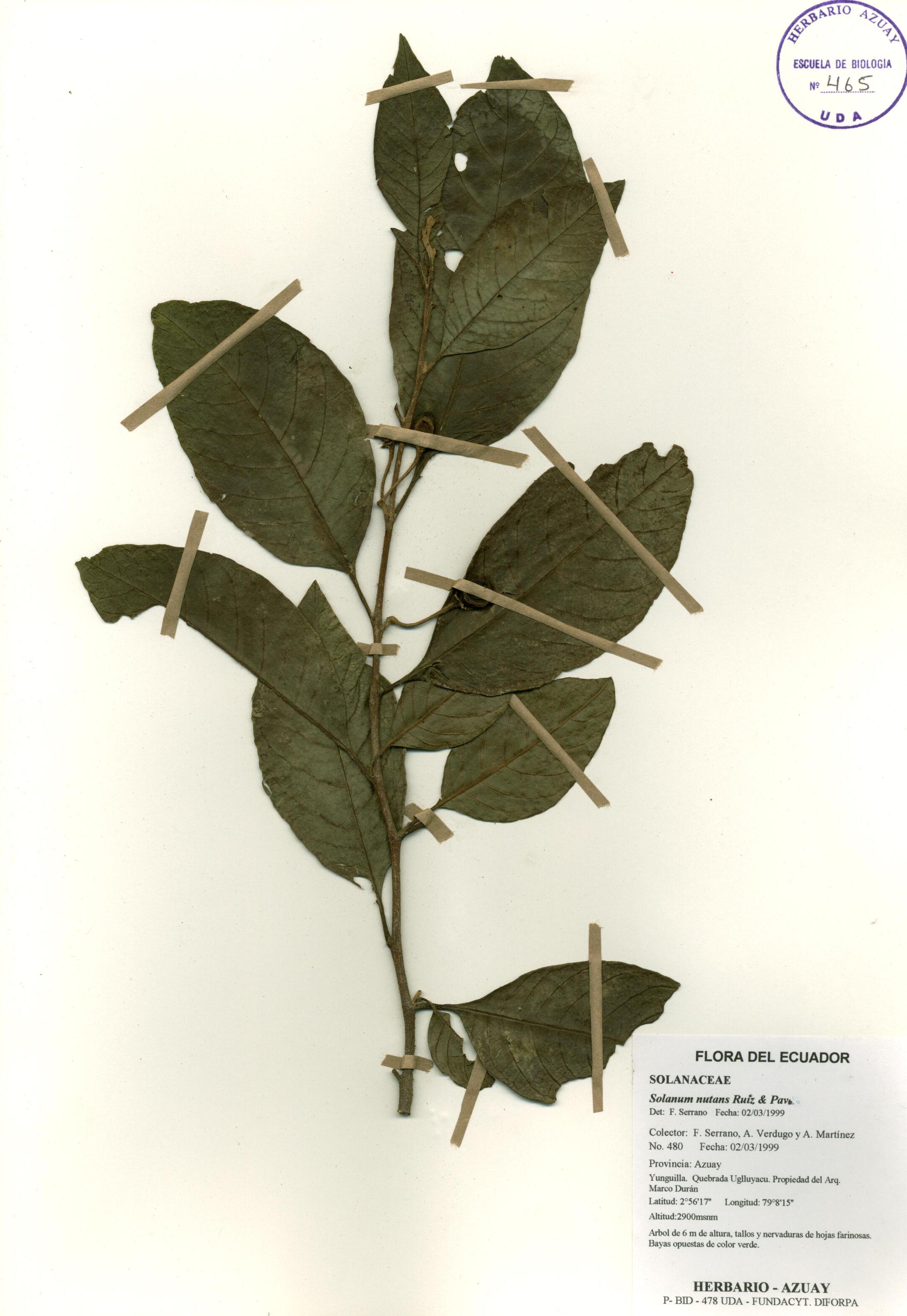 Solanum nutans Ruiz & Pav.