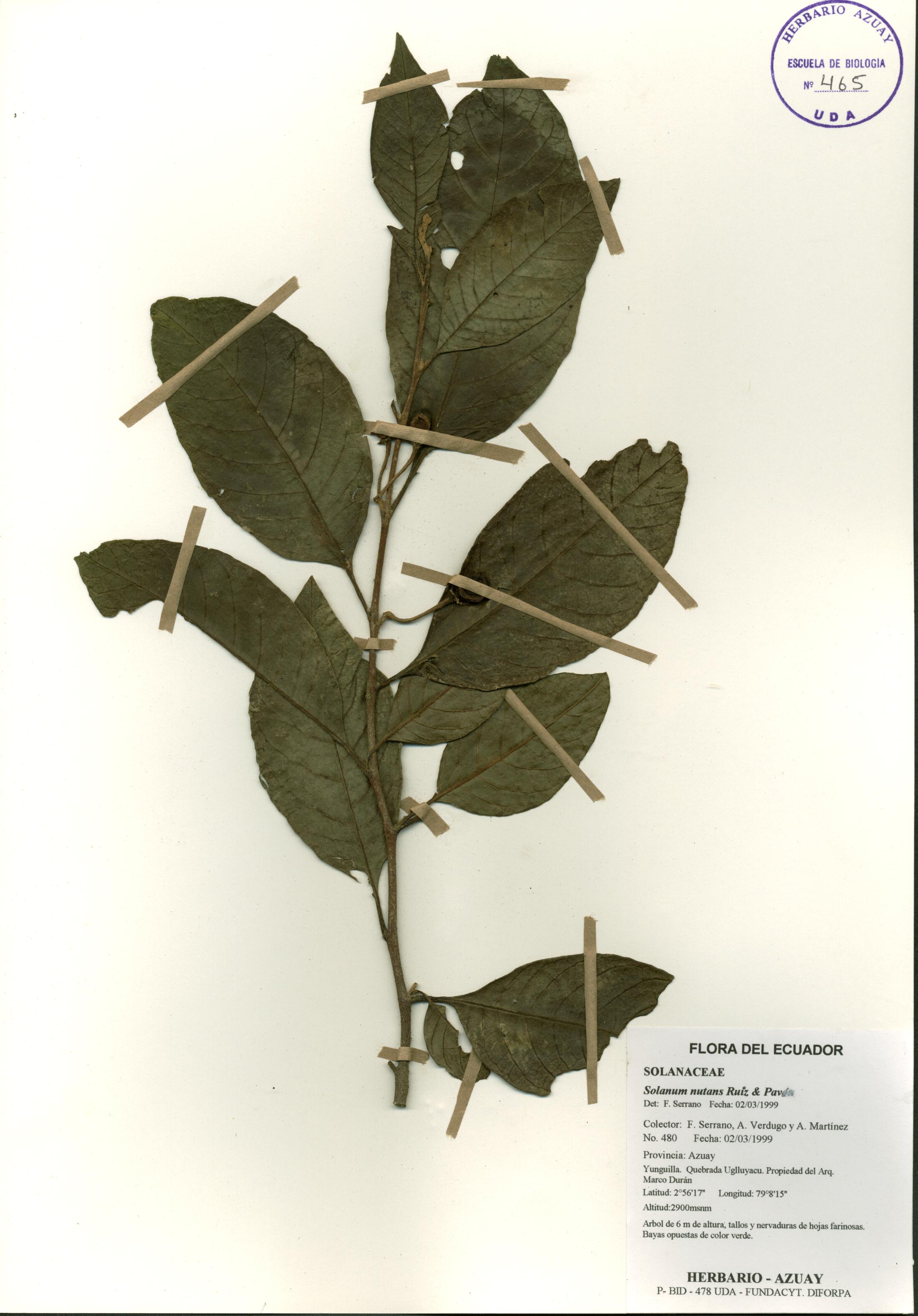Solanum nutans Ruiz & Pav.