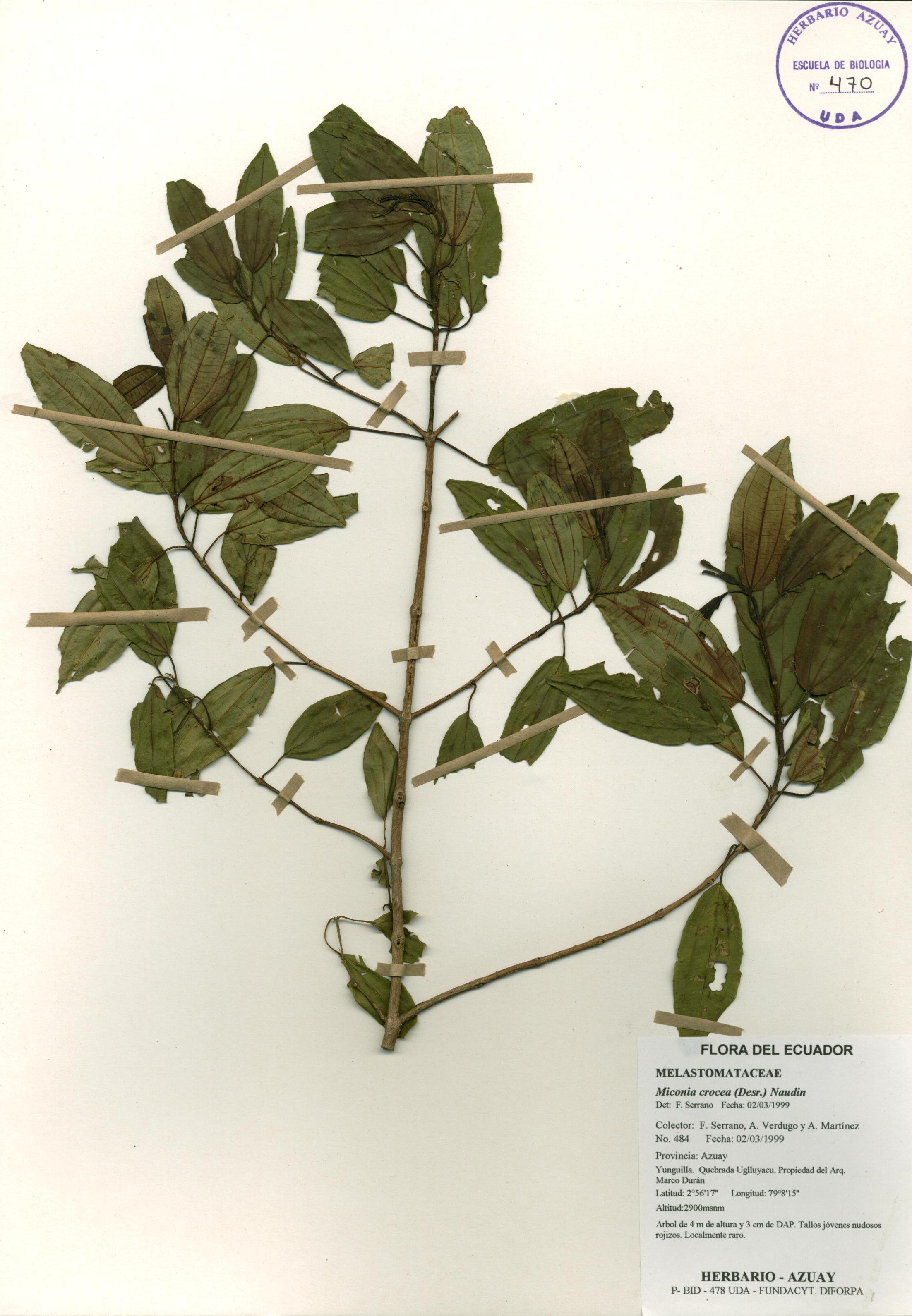 Miconia crocea (Desr.) Naudin.
