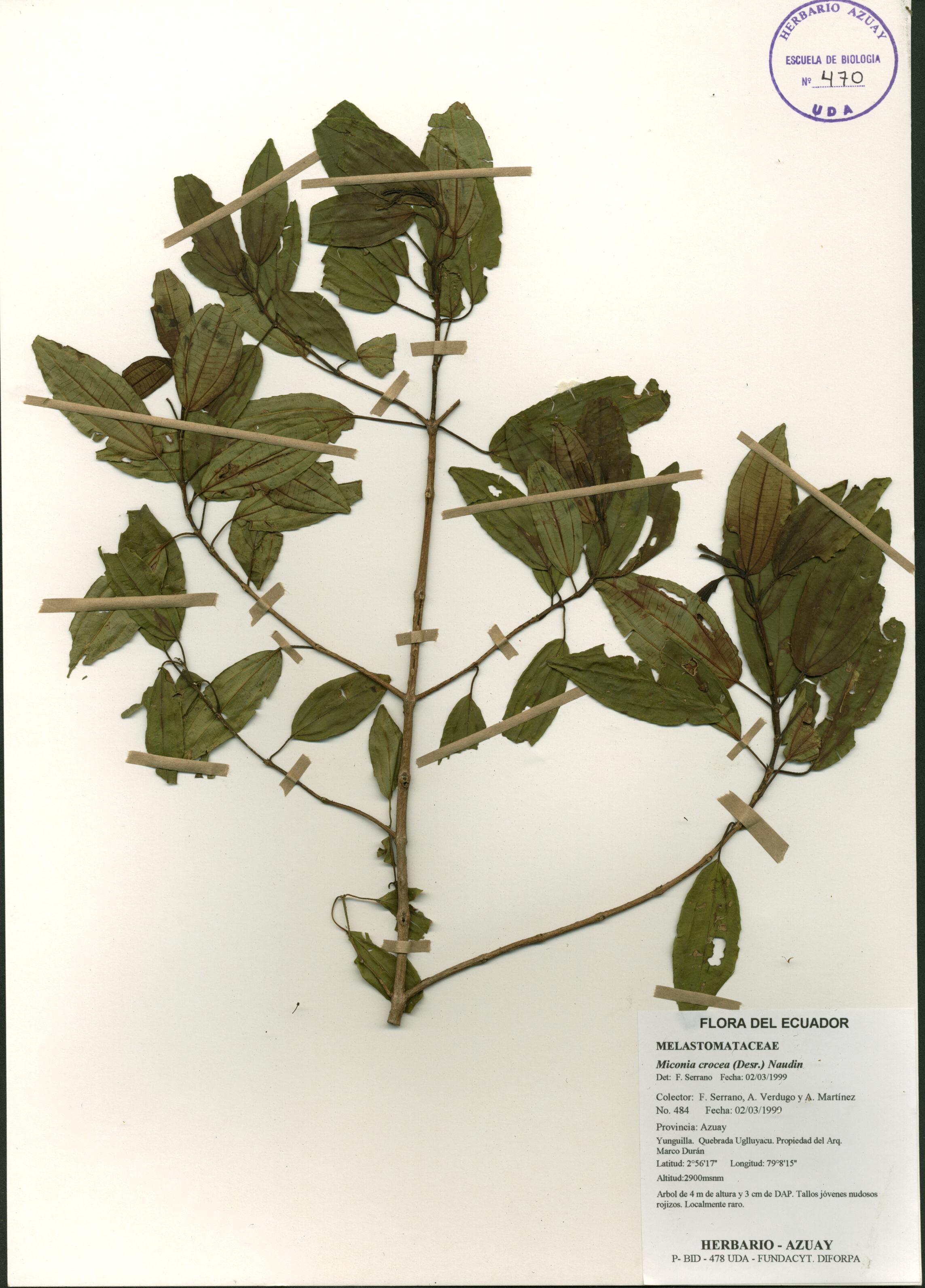 Miconia crocea (Desr.) Naudin.
