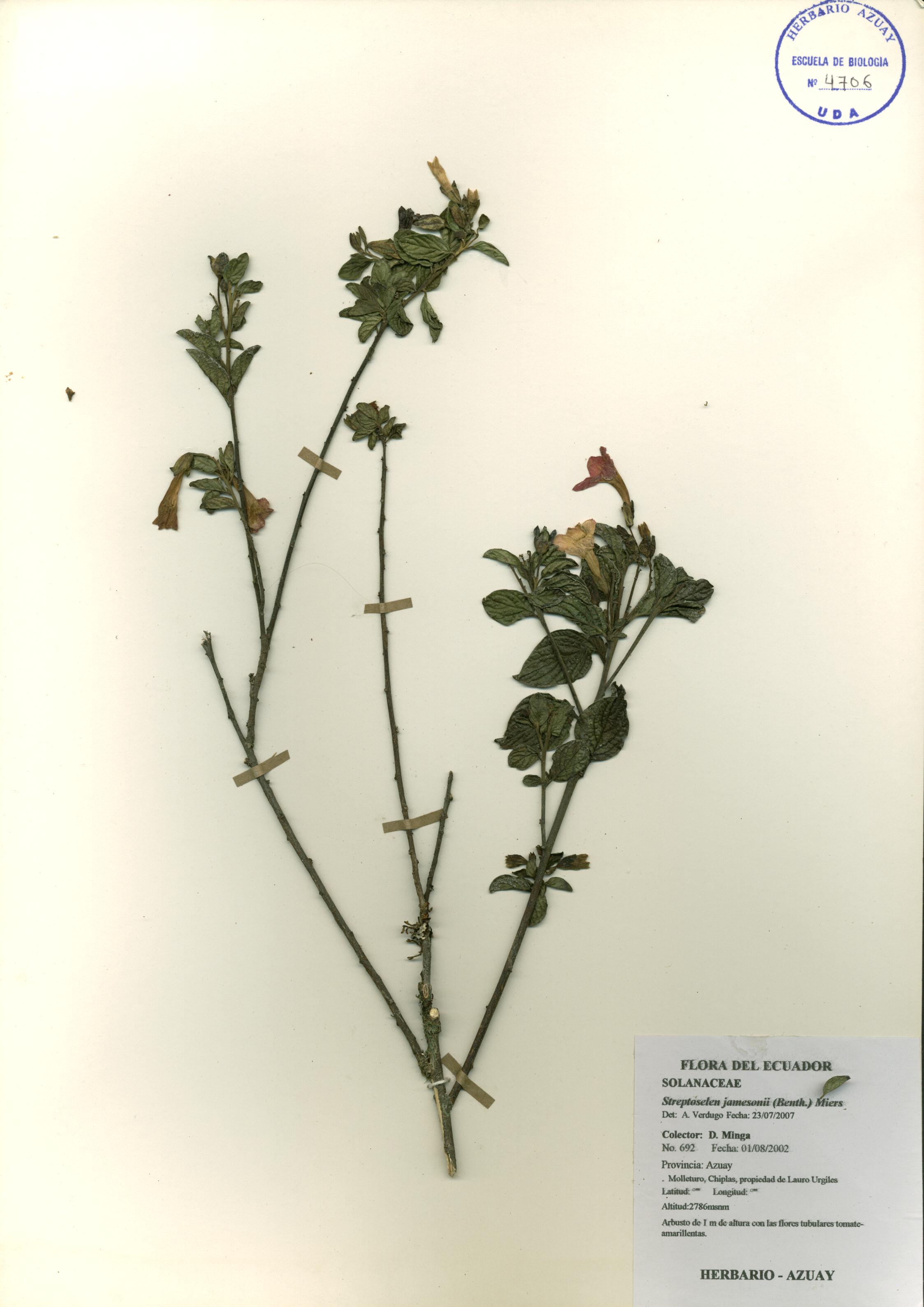 Streptosolen jamesonii (Benth.) Miers