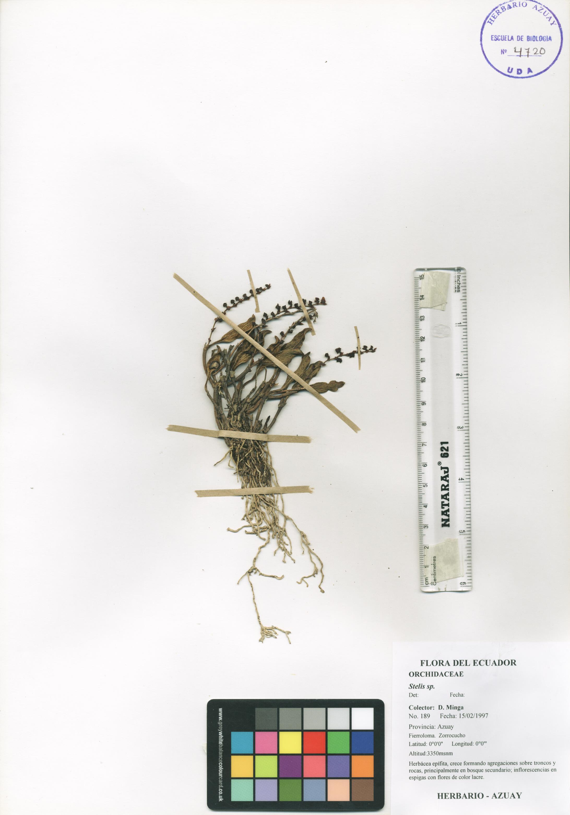 Stelis sp. SIN DETERMINAR