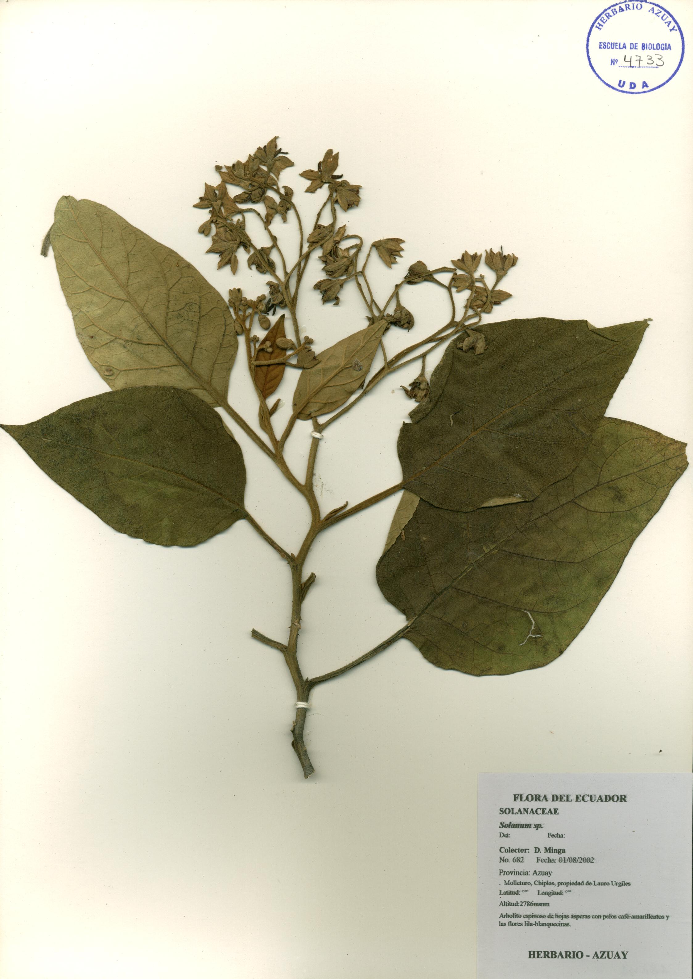 Solanum sp. SIN DETERMINAR