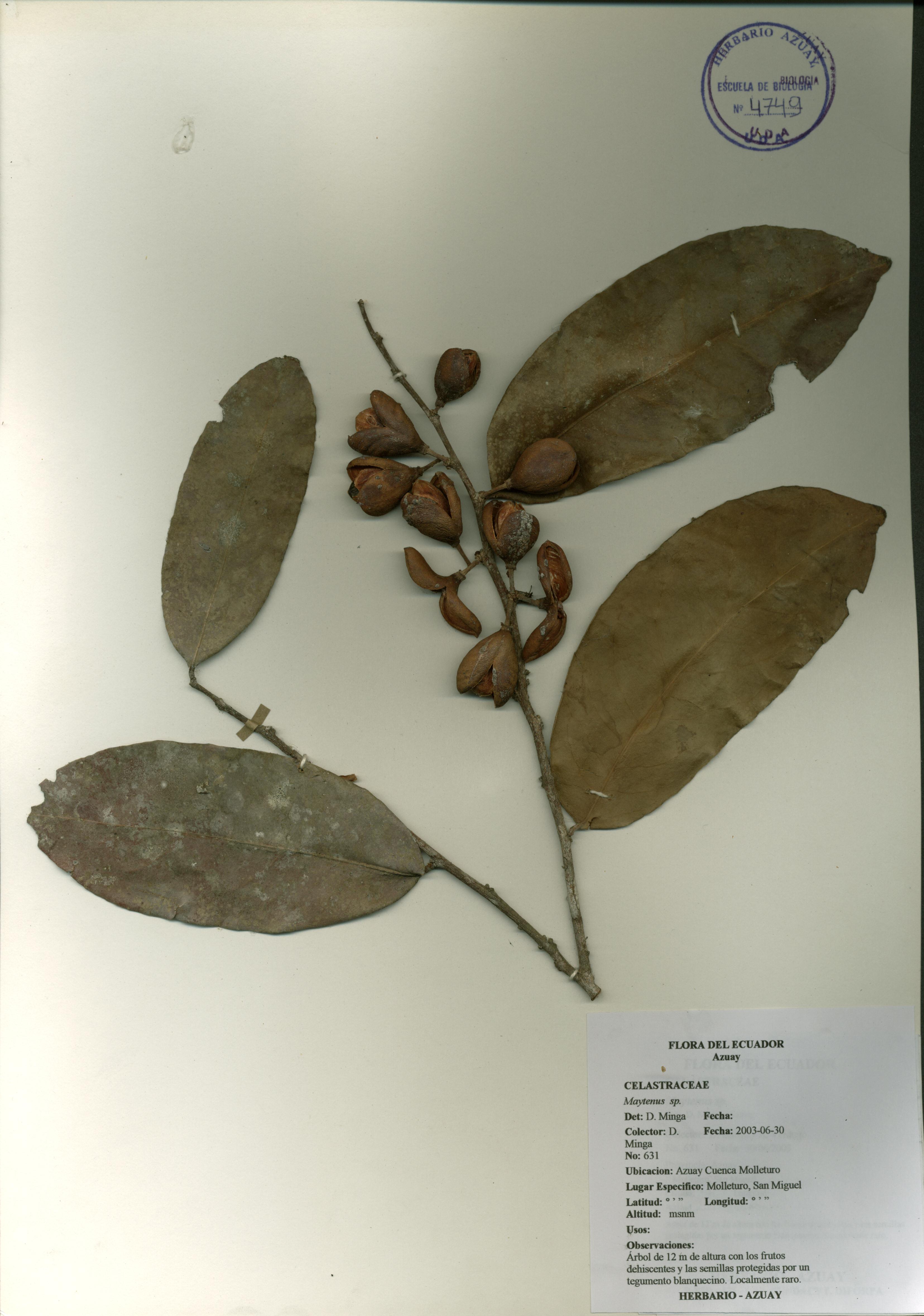 Maytenus sp. SIN DETERMINAR