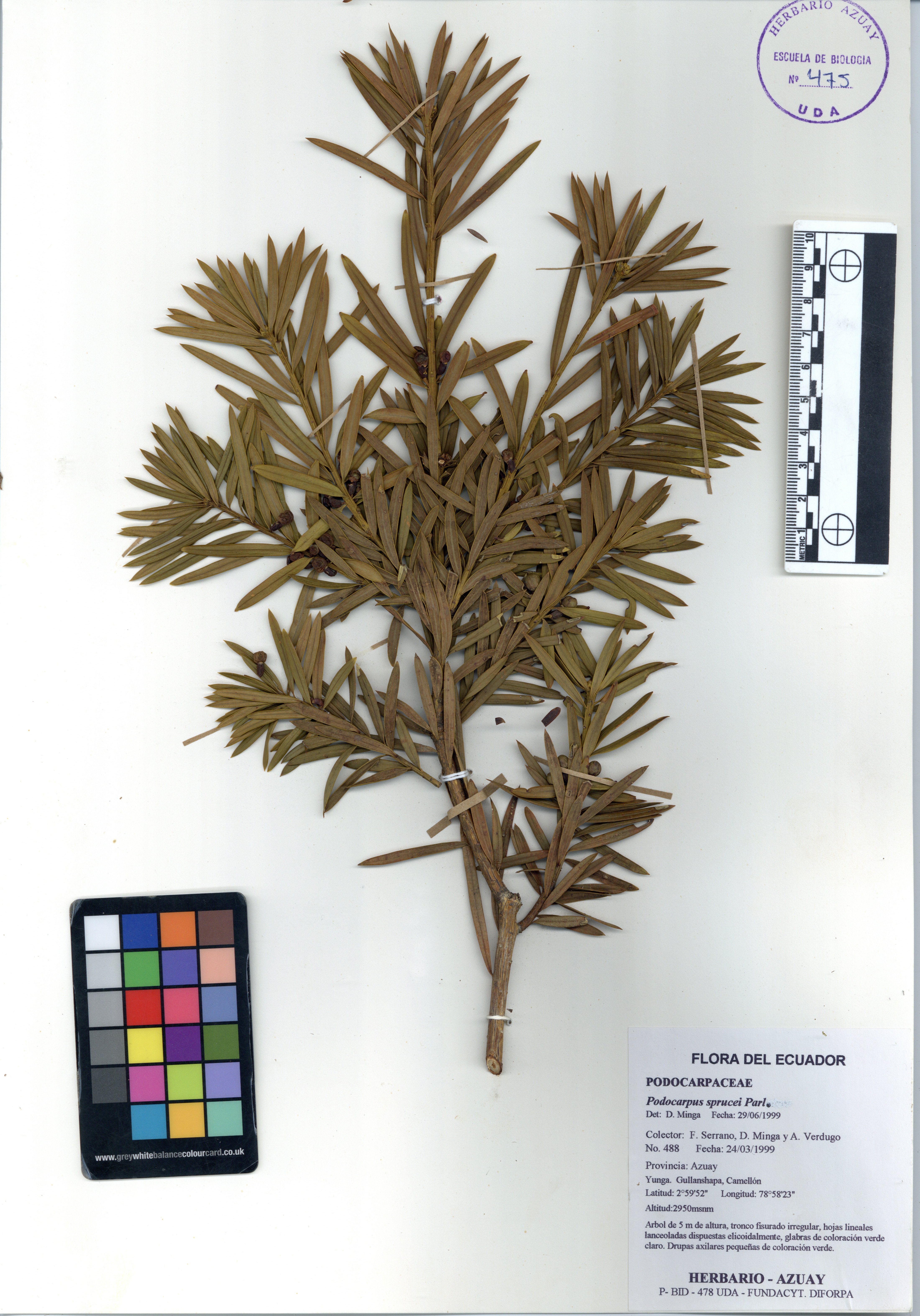 Podocarpus sprucei Parl.