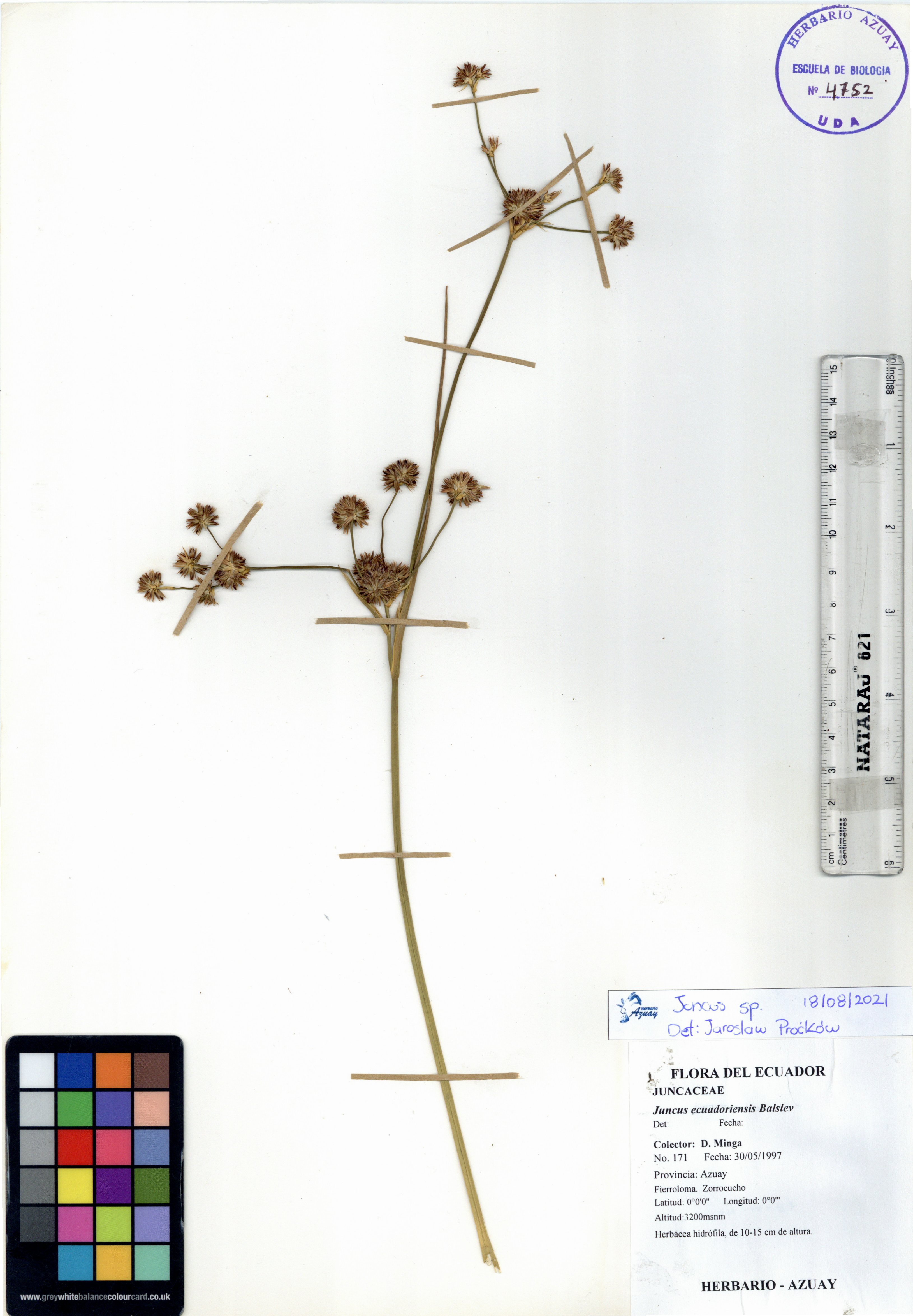 Juncus sp. SIN DETERMINAR