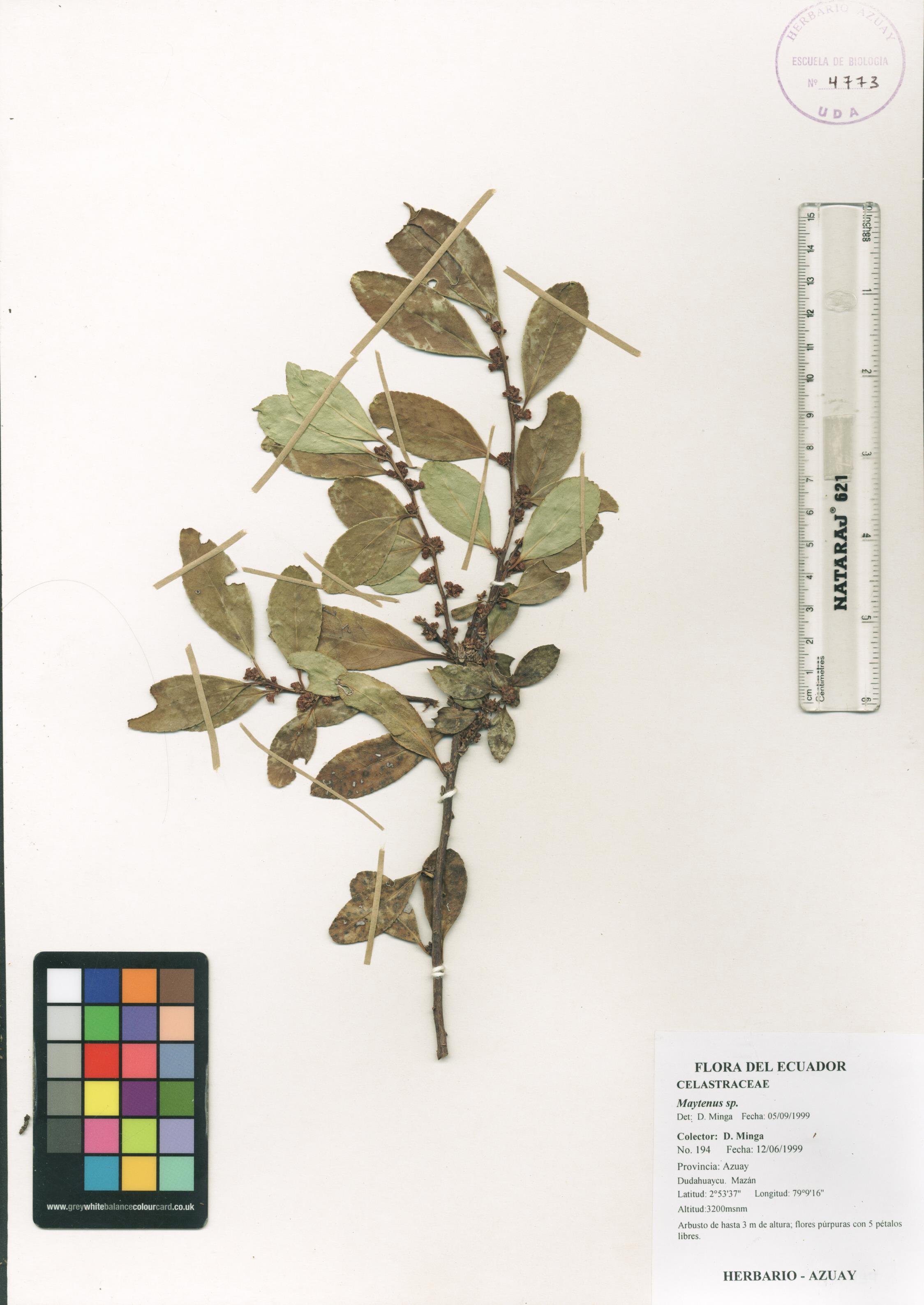 Maytenus sp. SIN DETERMINAR