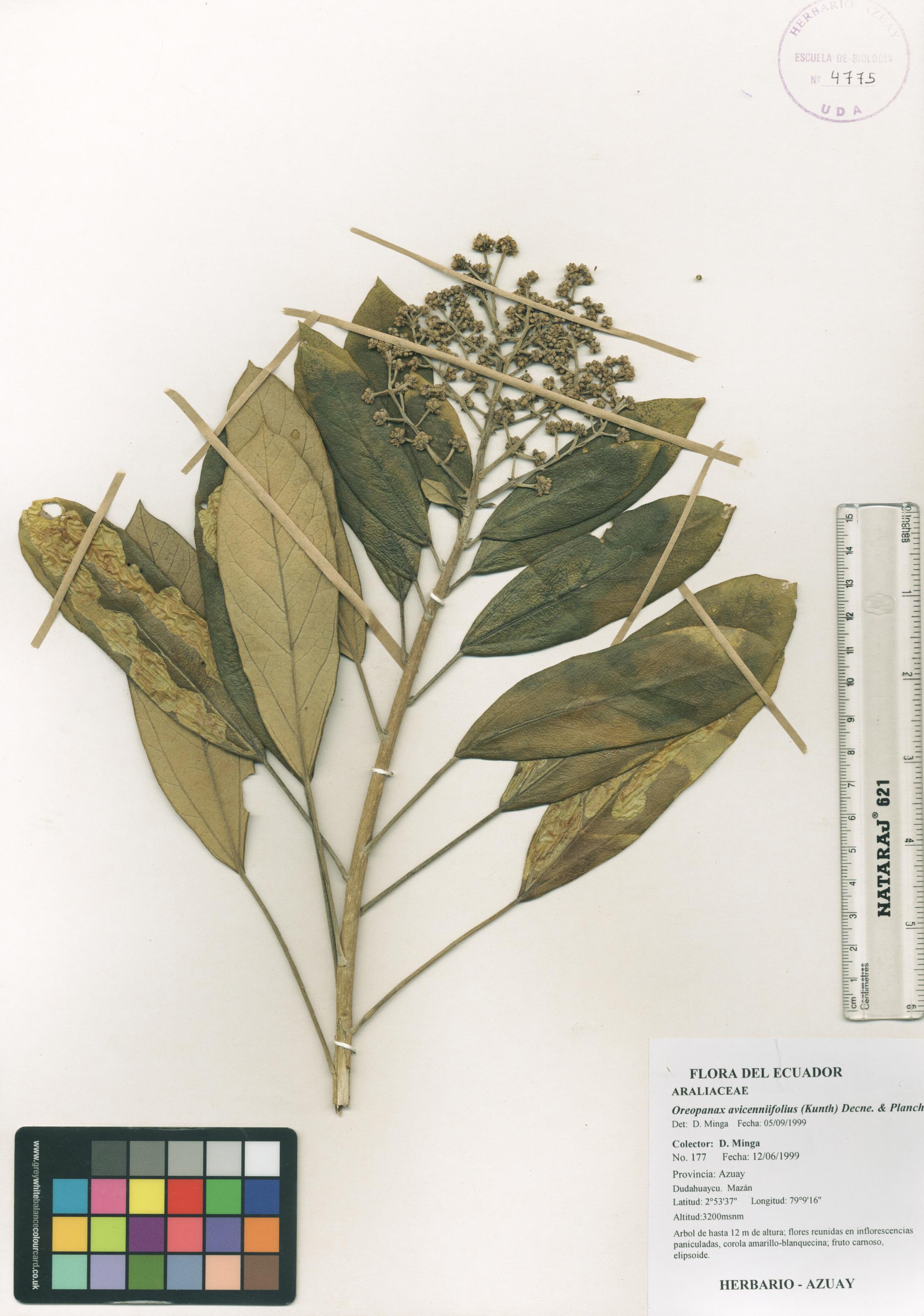 Oreopanax avicenniifolius (Kunth) Decne. & Planch.