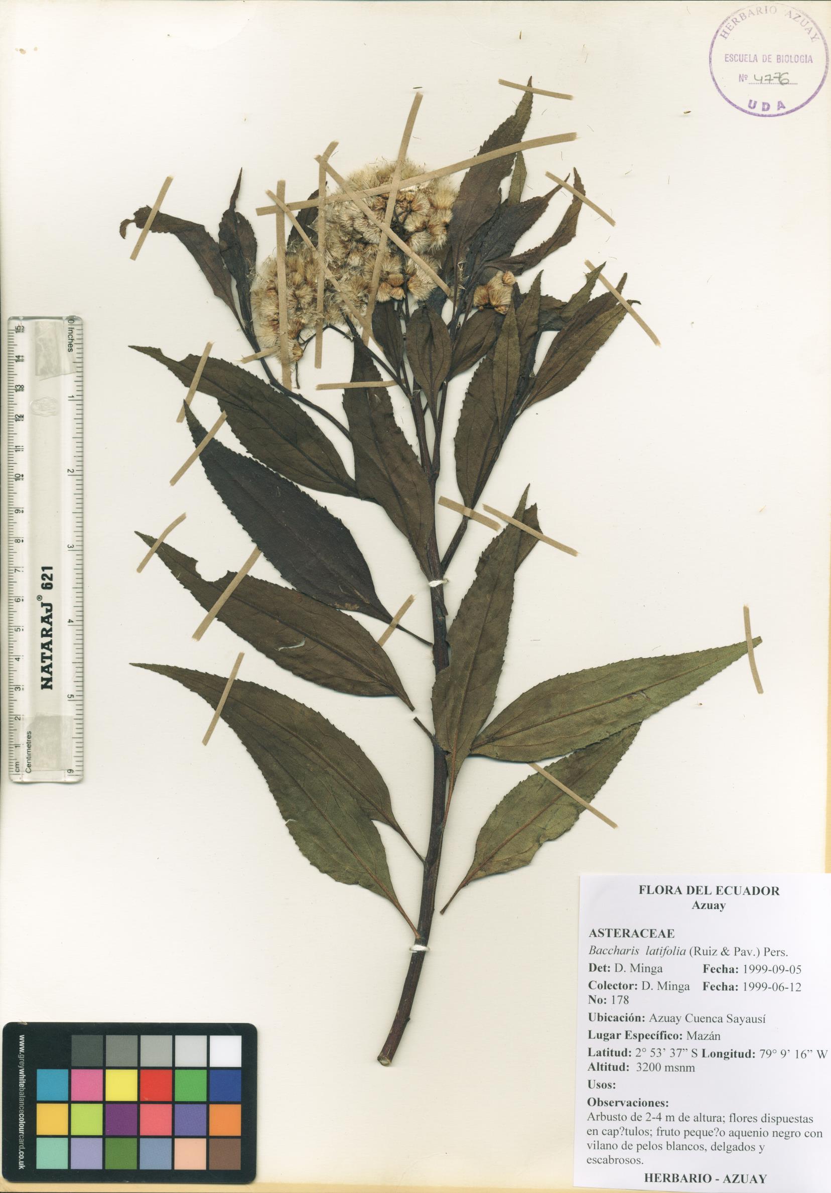Baccharis latifolia (Ruiz & Pav.) Pers.