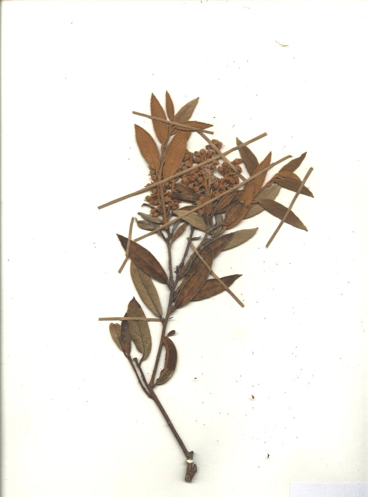Gaultheria tomentosa Kunth