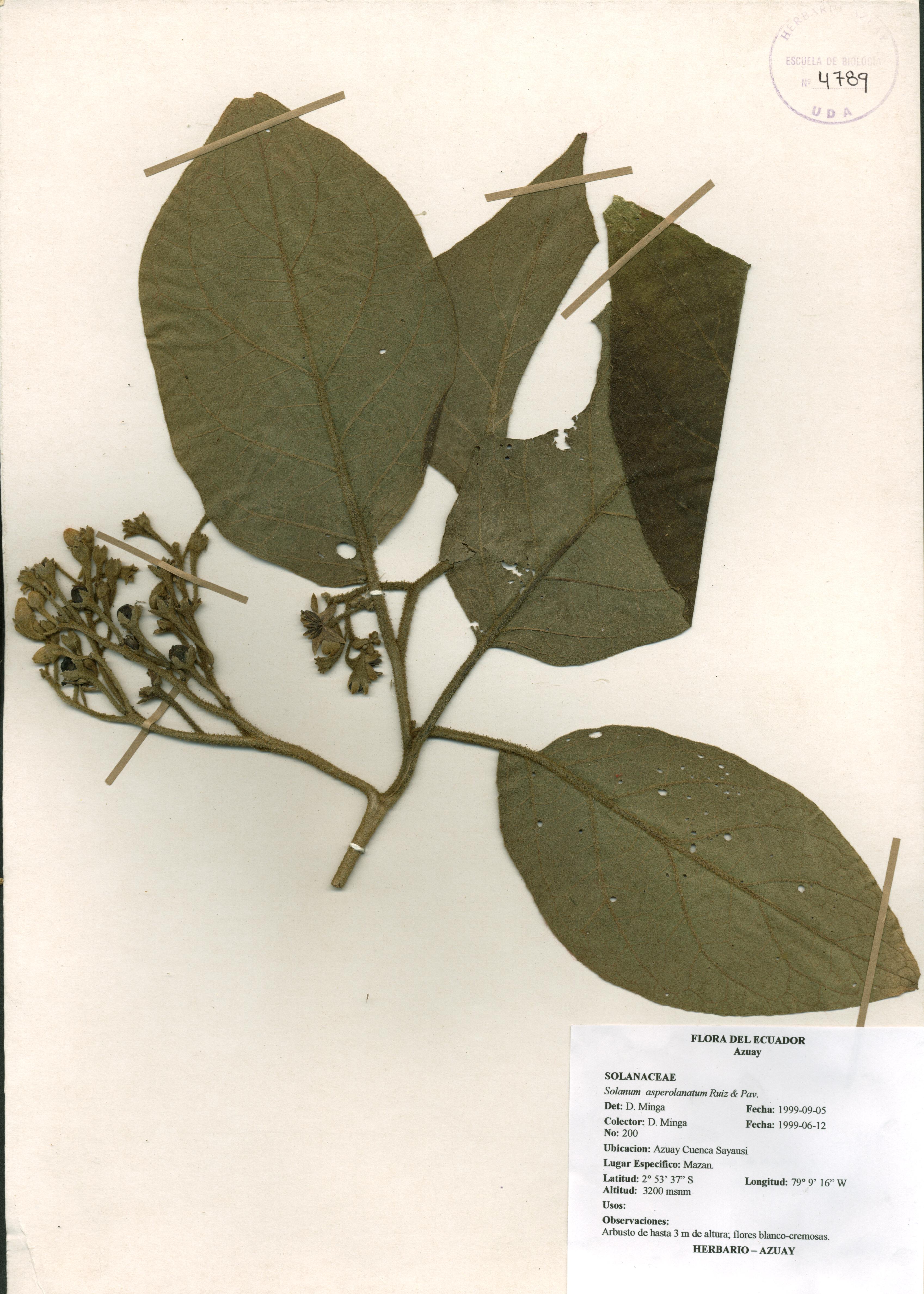Solanum asperolanatum Ruiz & Pav.