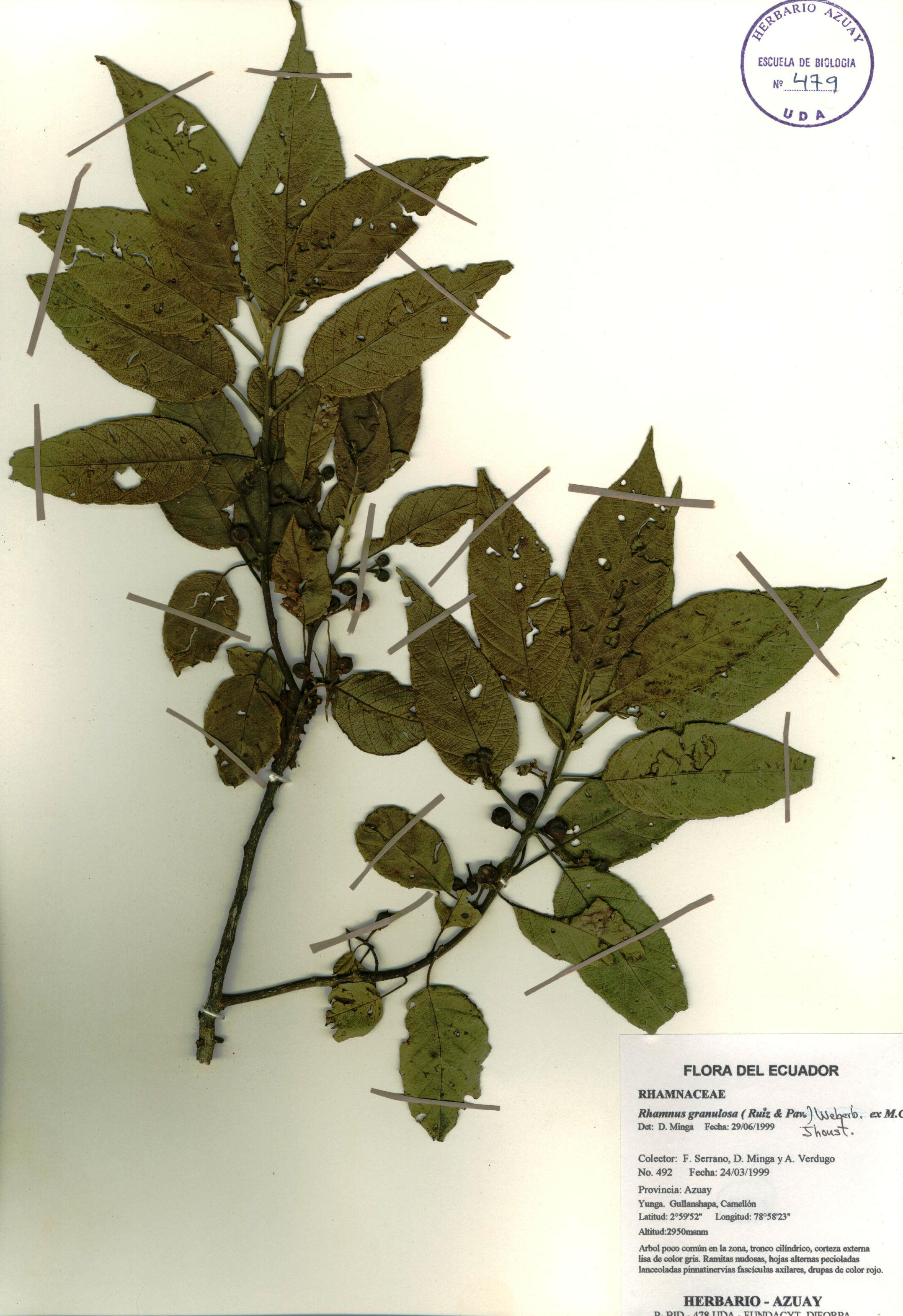Rhamnus granulosa (Ruiz & Pav.)  Weberb. ex M.C. Johnst.