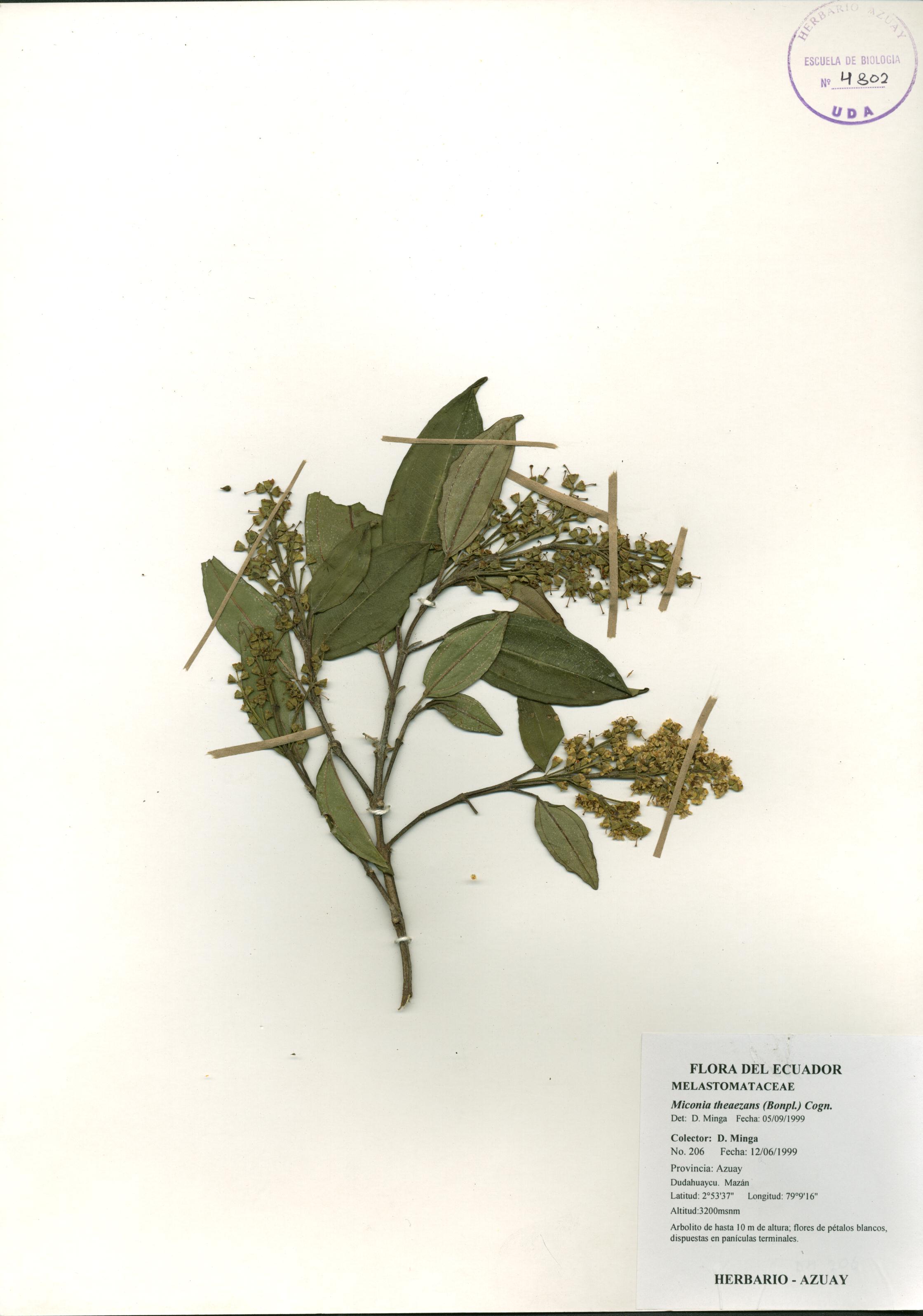 Miconia theaezans (Bonpl.) Cogn.