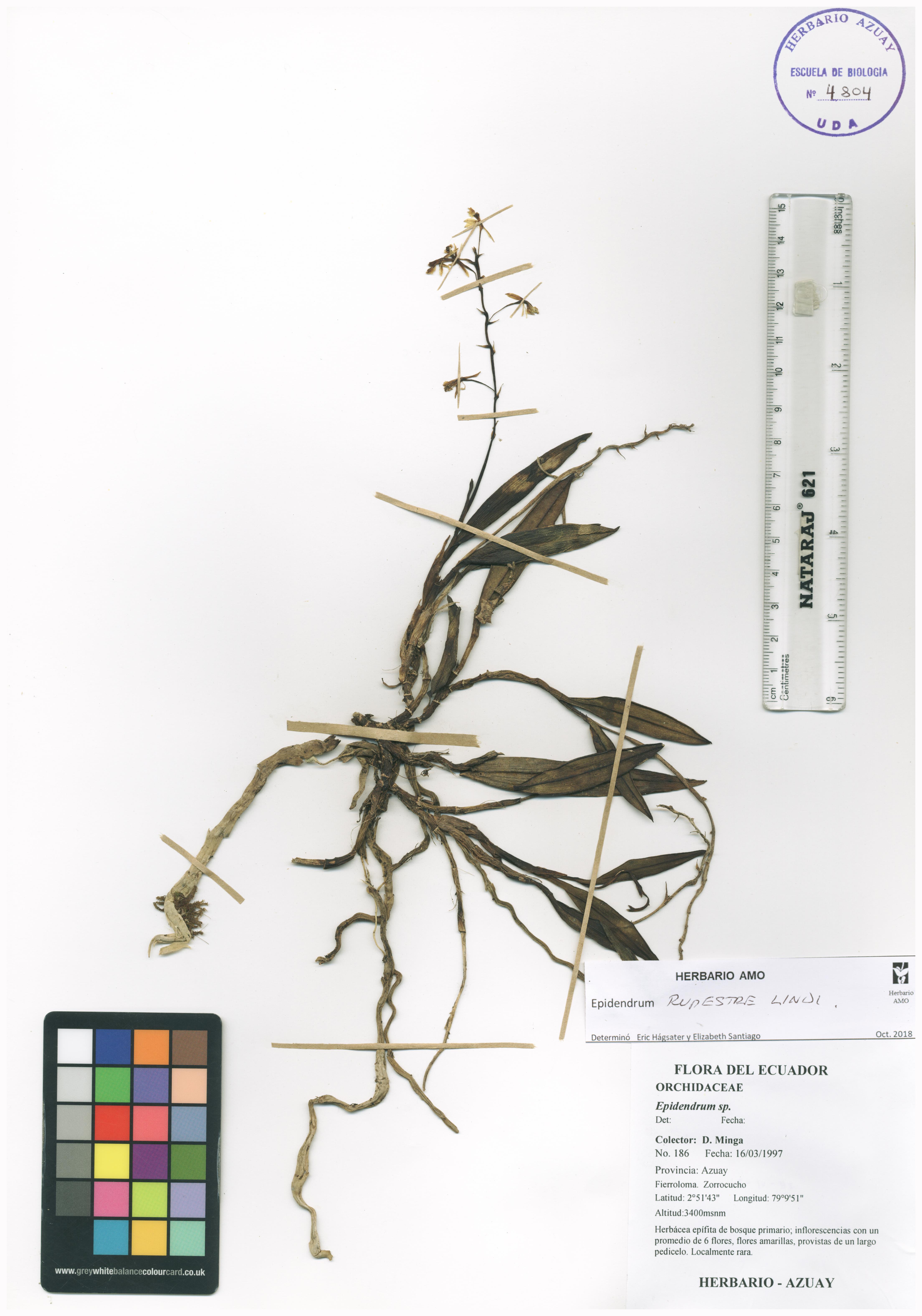 Epidendrum rupestre Lindl.