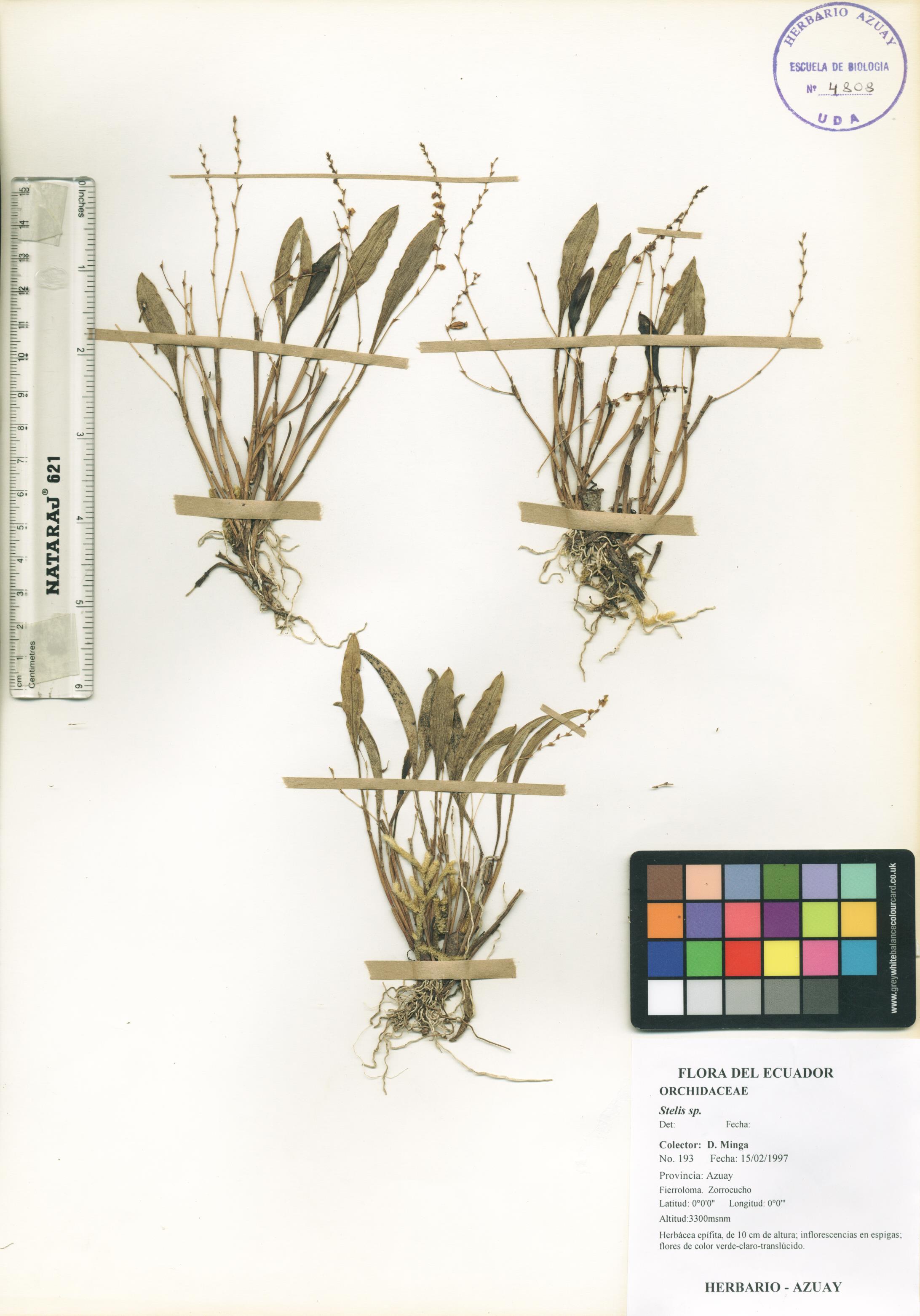 Stelis sp. SIN DETERMINAR
