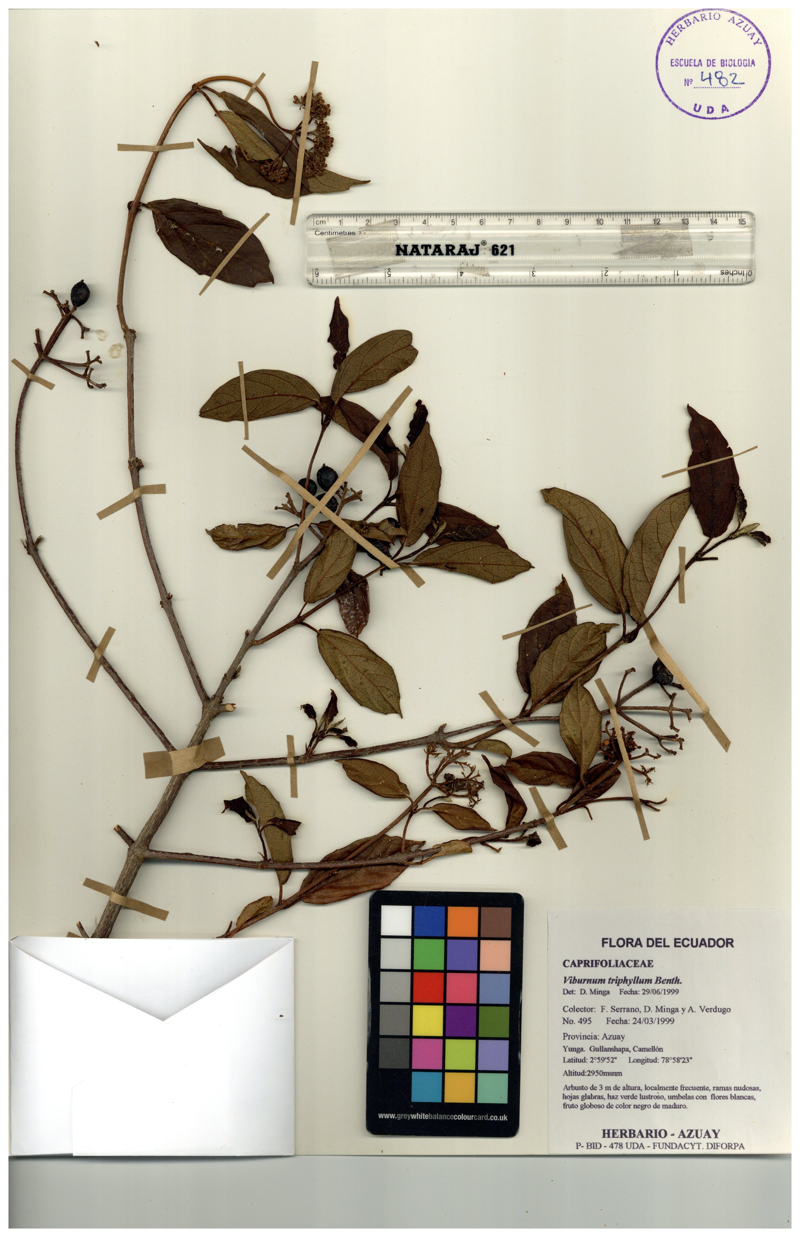 Viburnum triphyllum Benth.