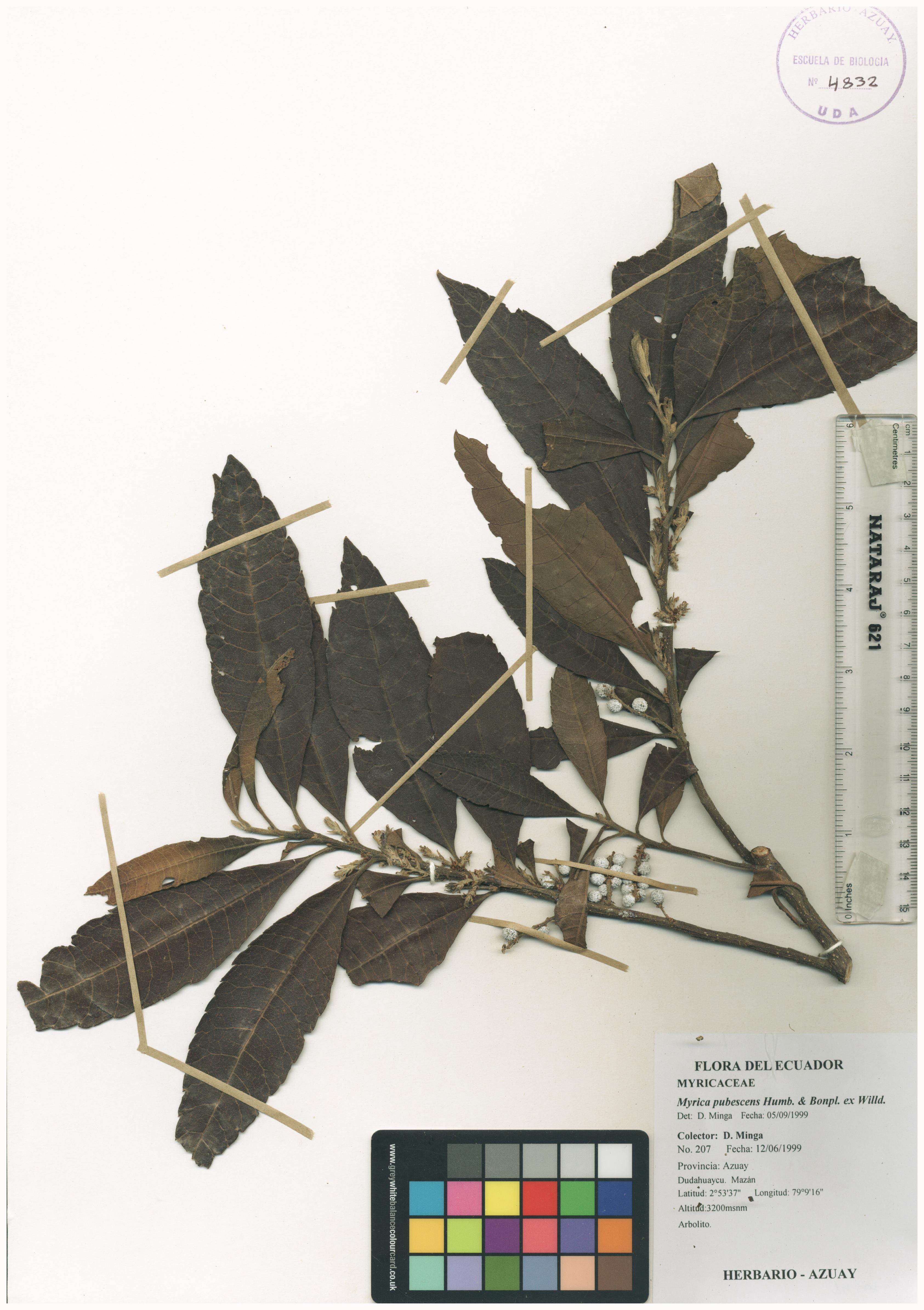Myrica pubescens Humb. & Bonpl. ex Willd.