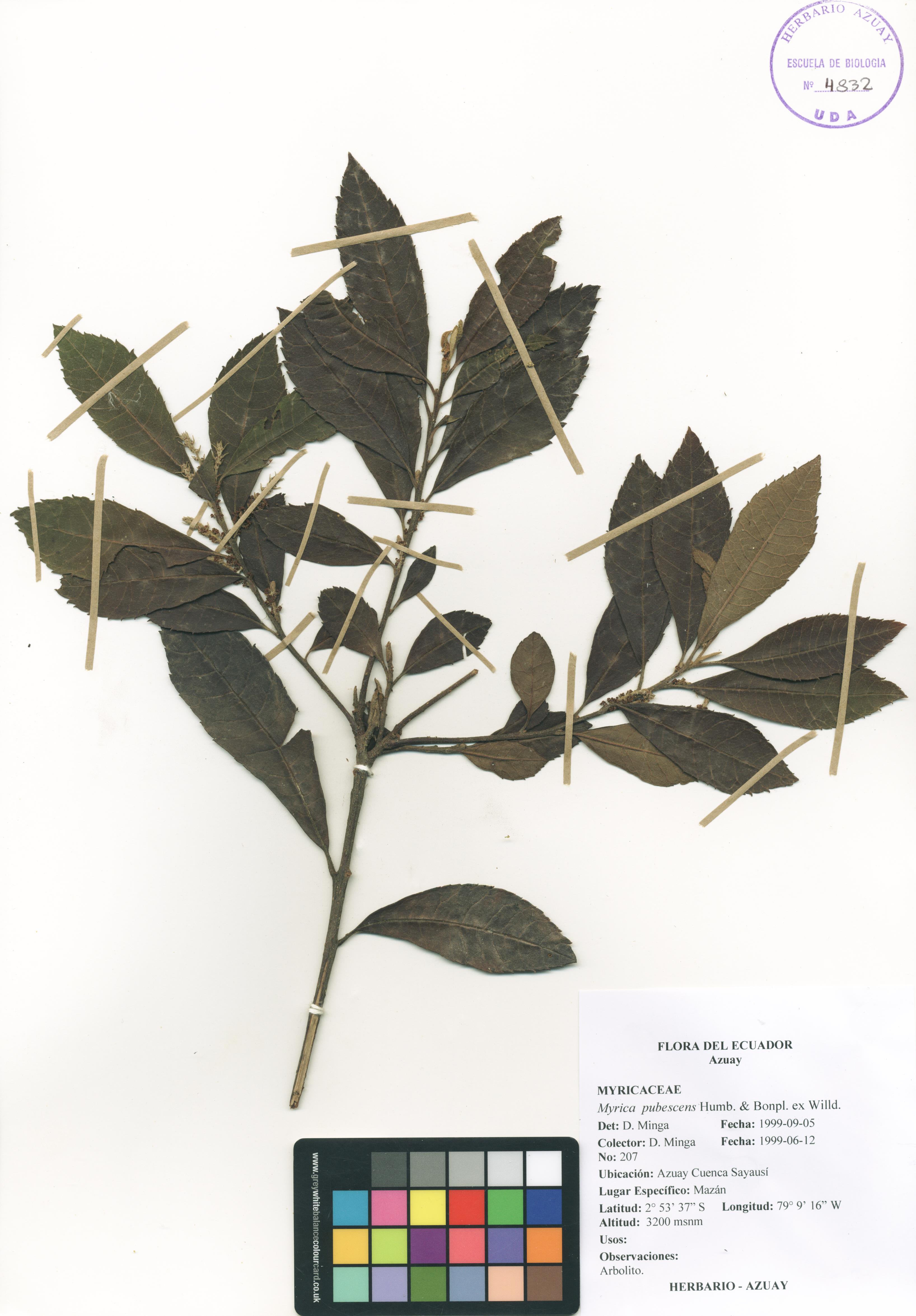Myrica pubescens Humb. & Bonpl. ex Willd.