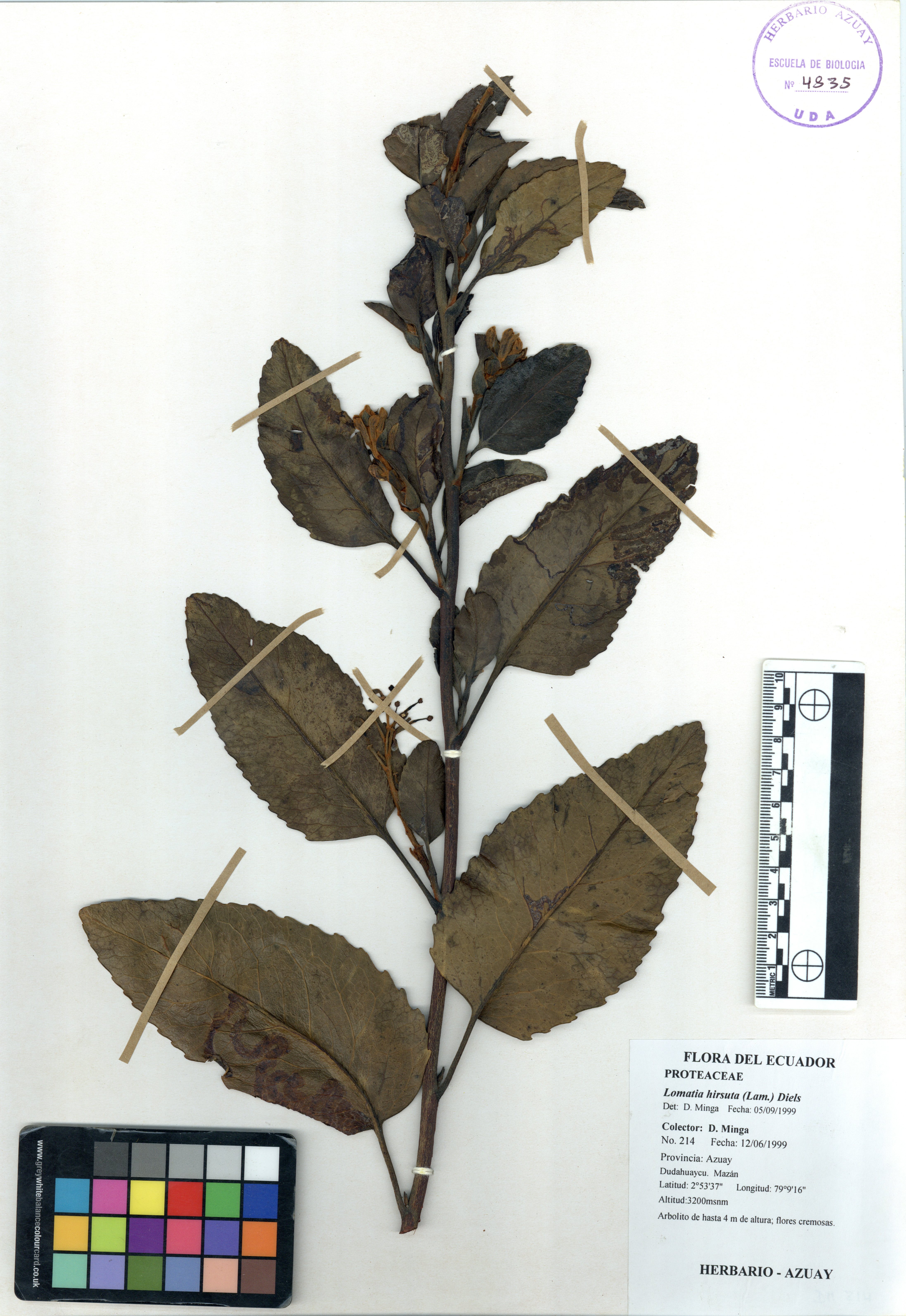 Lomatia hirsuta (Lam.) Diels