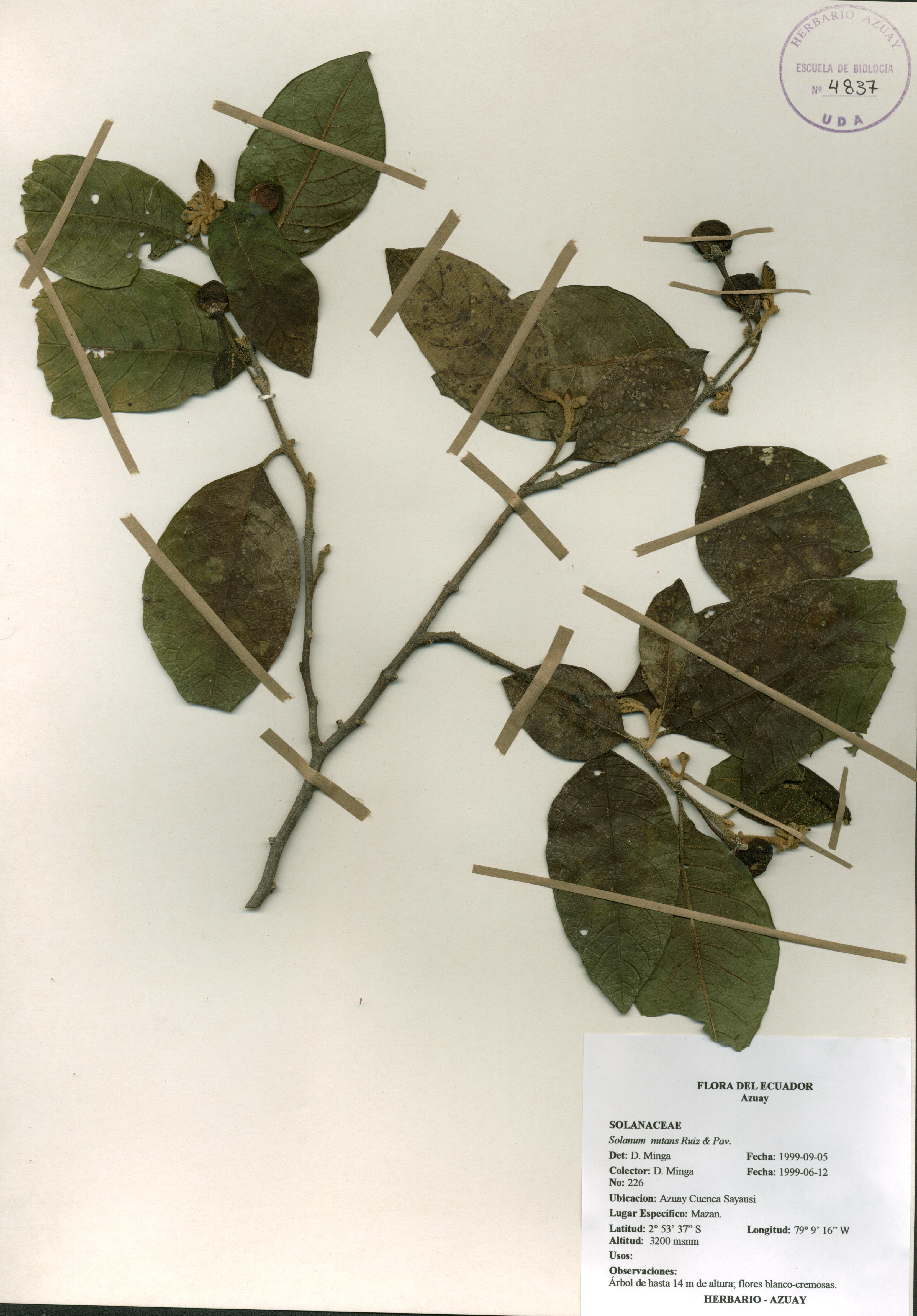 Solanum nutans Ruiz & Pav.