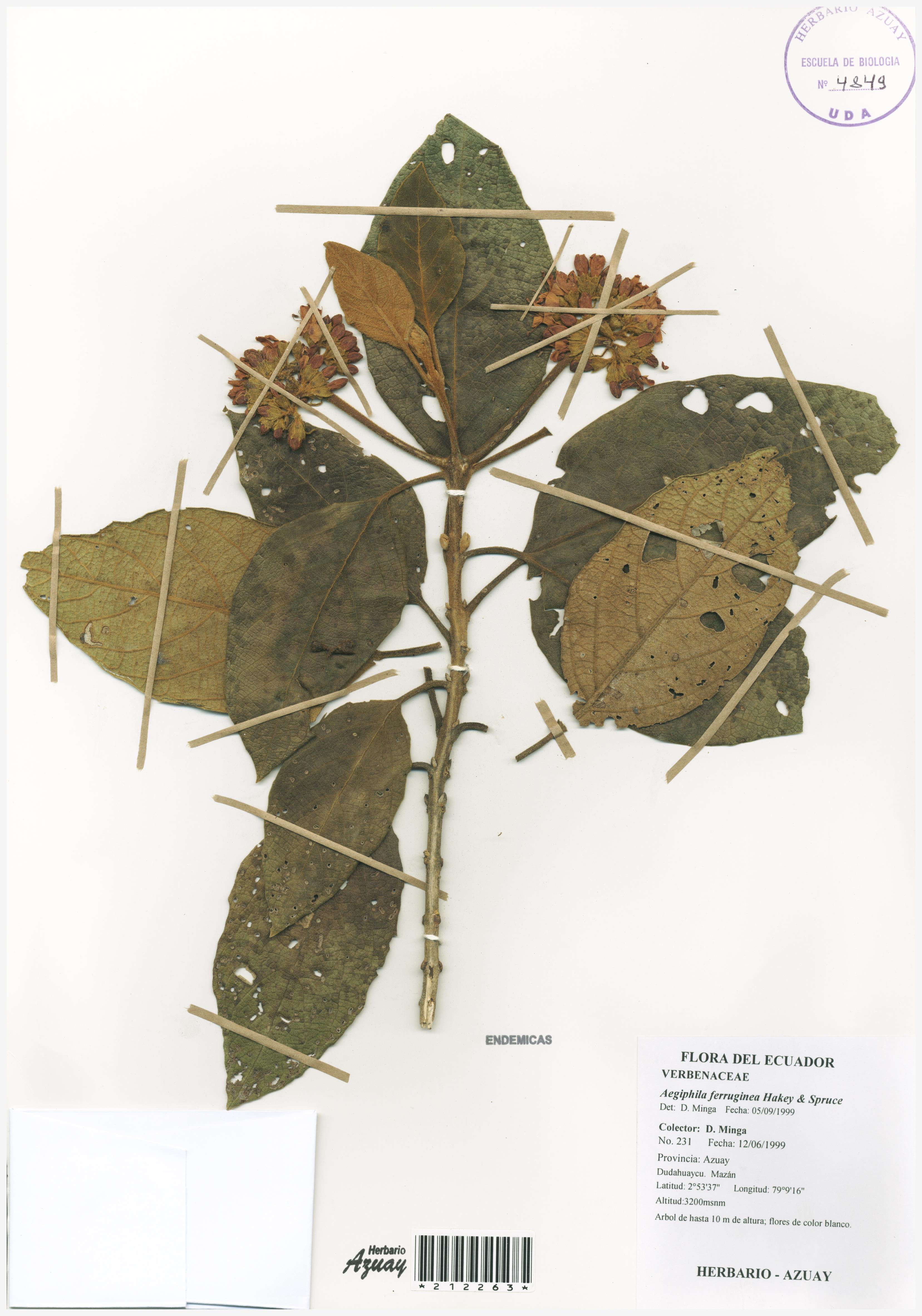 Aegiphila ferruginea Hakey & Spruce