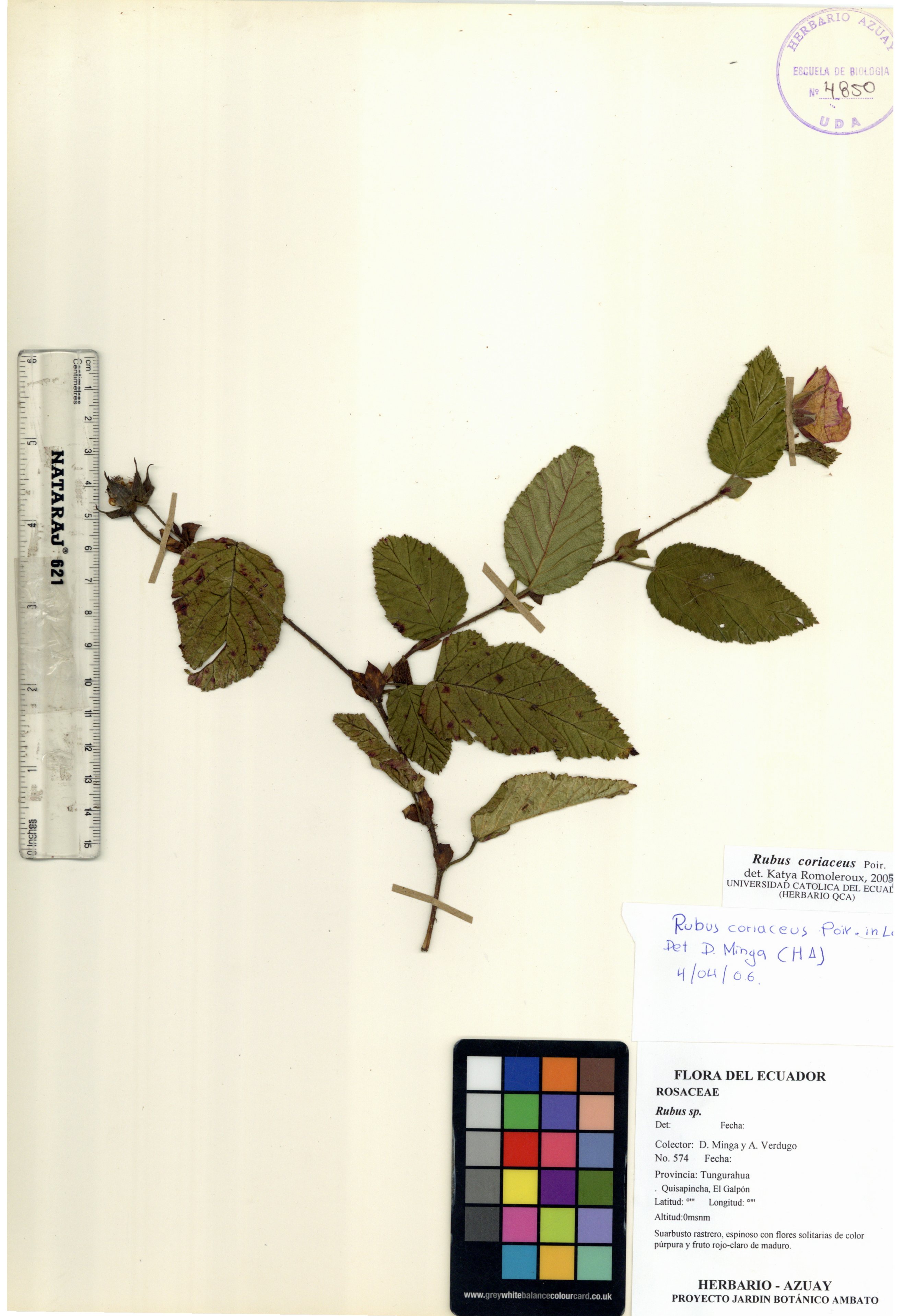 Rubus coriaceus Poir. in Lam.